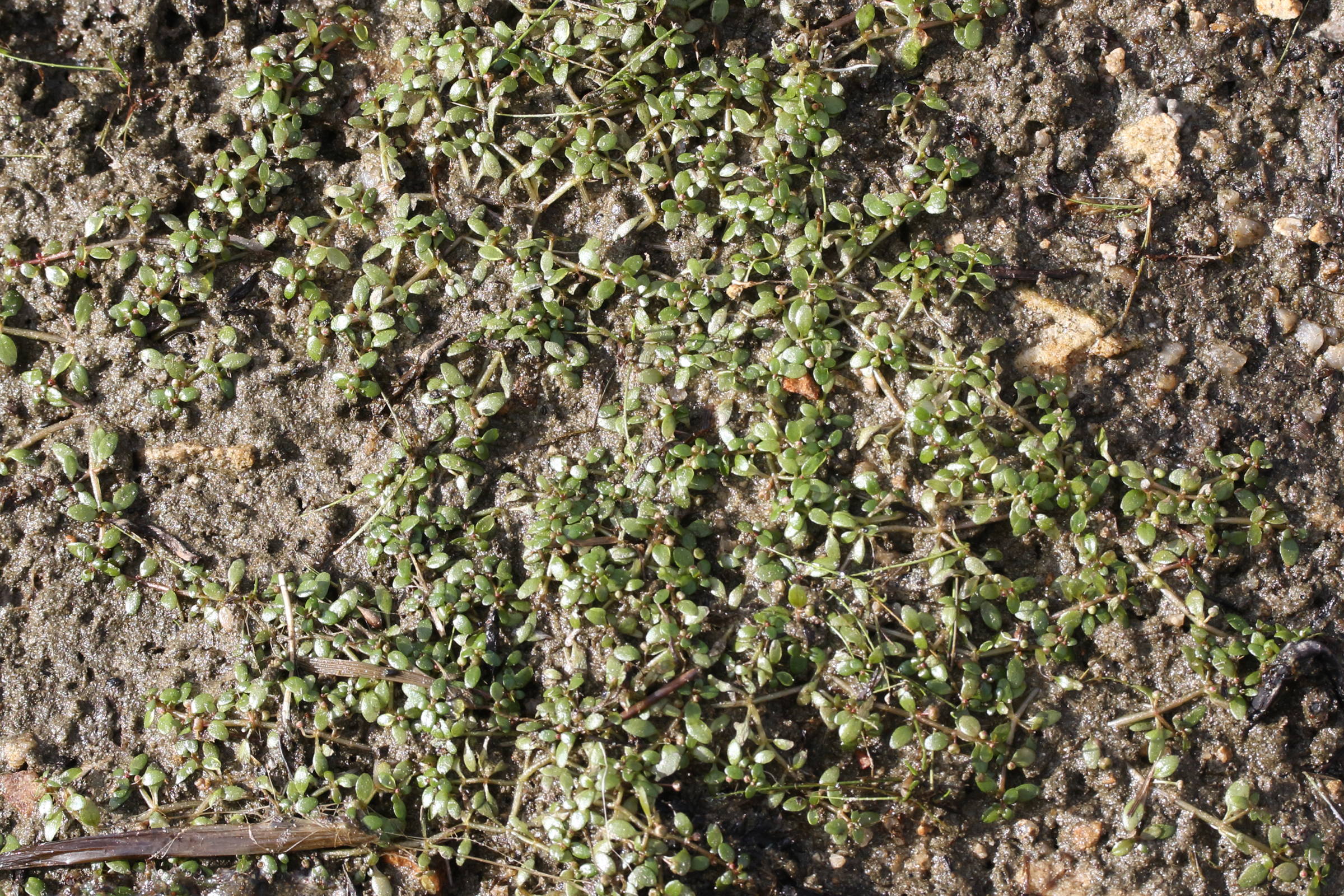 Afficher le média elatine_hexandra1md elatine_hexandra1md