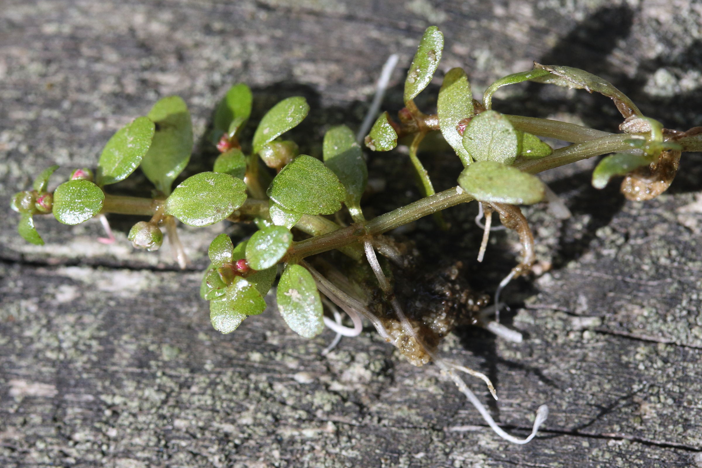 Afficher le média elatine_hexandra2md elatine_hexandra2md