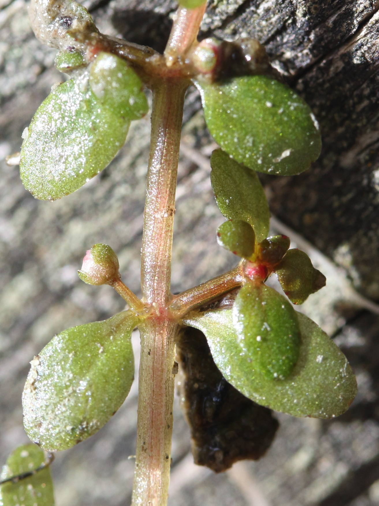 Afficher le média elatine_hexandra3md elatine_hexandra3md