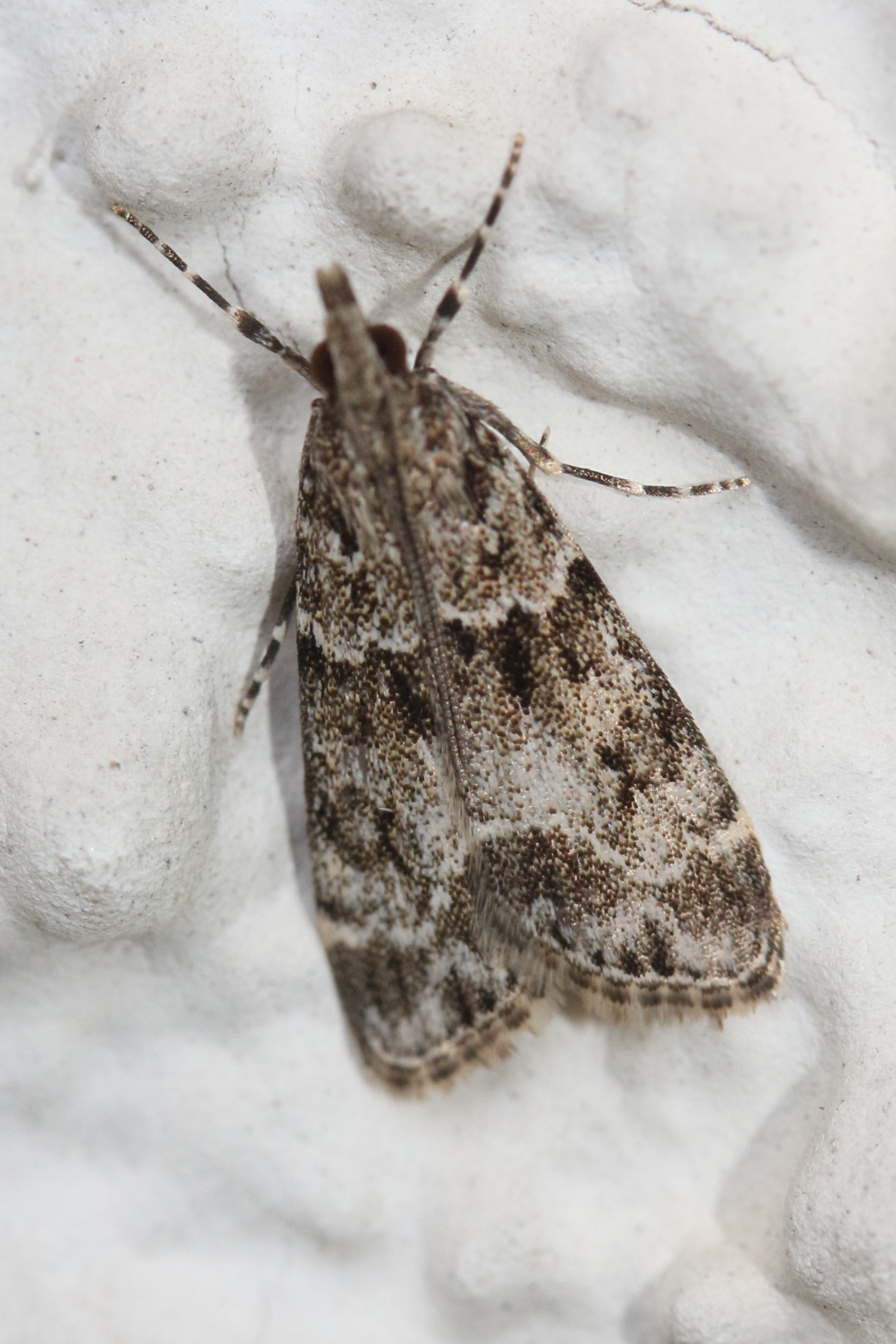 eudonia_mercurella3md