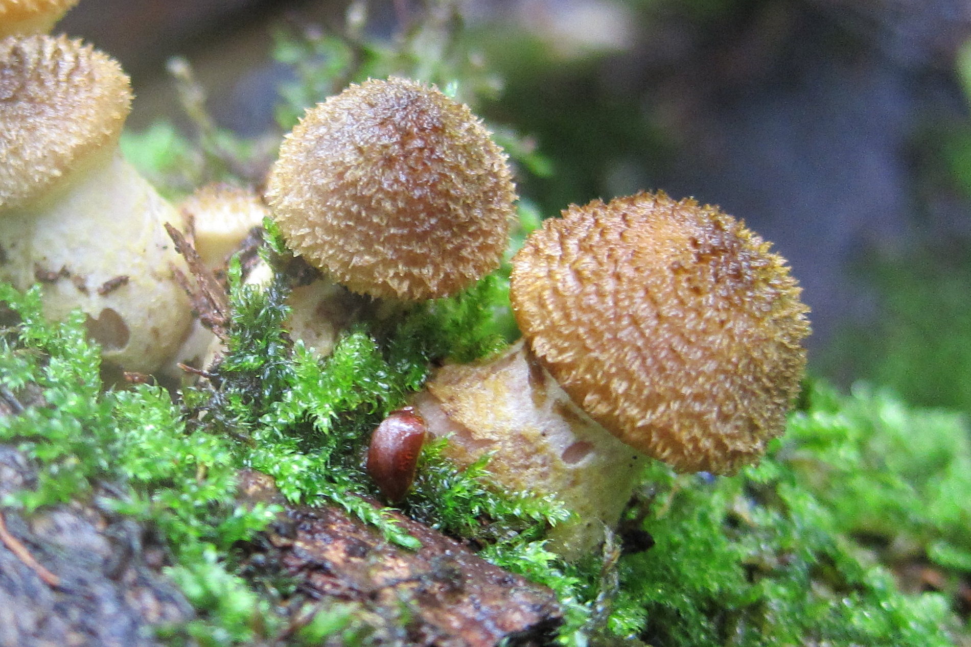 Afficher le média armillaria_gallica9bd armillaria_gallica9bd