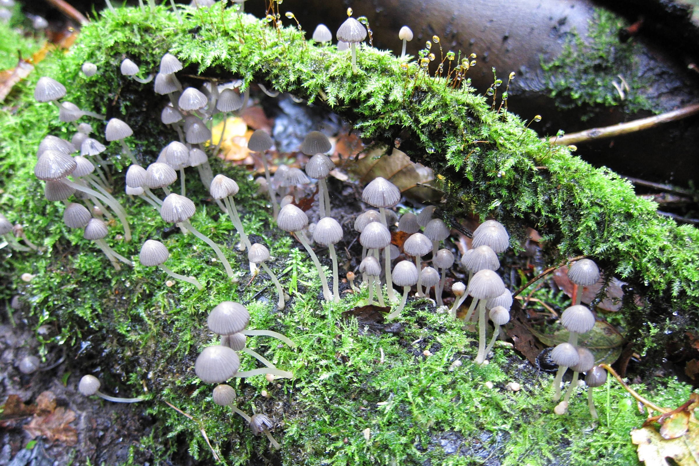Afficher le média coprinellus_disseminatus8bd coprinellus_disseminatus8bd
