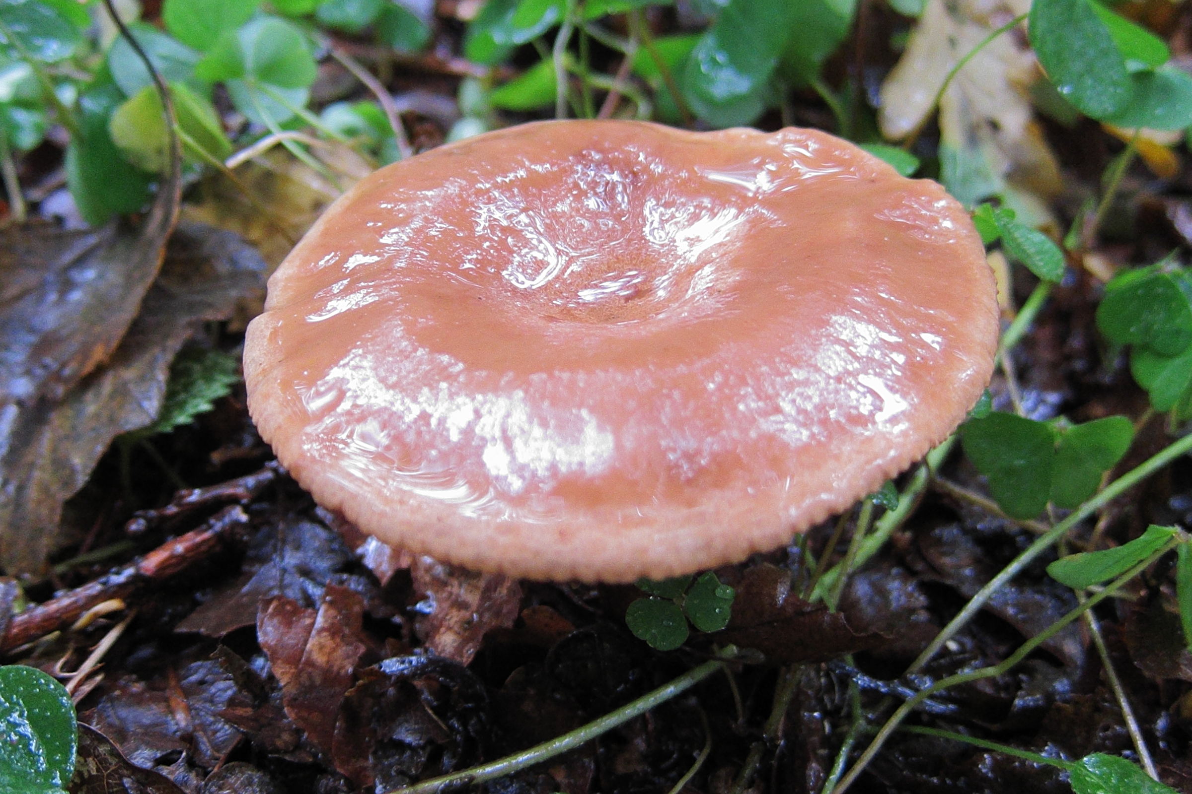 Afficher le média lactarius_quietus4bd lactarius_quietus4bd