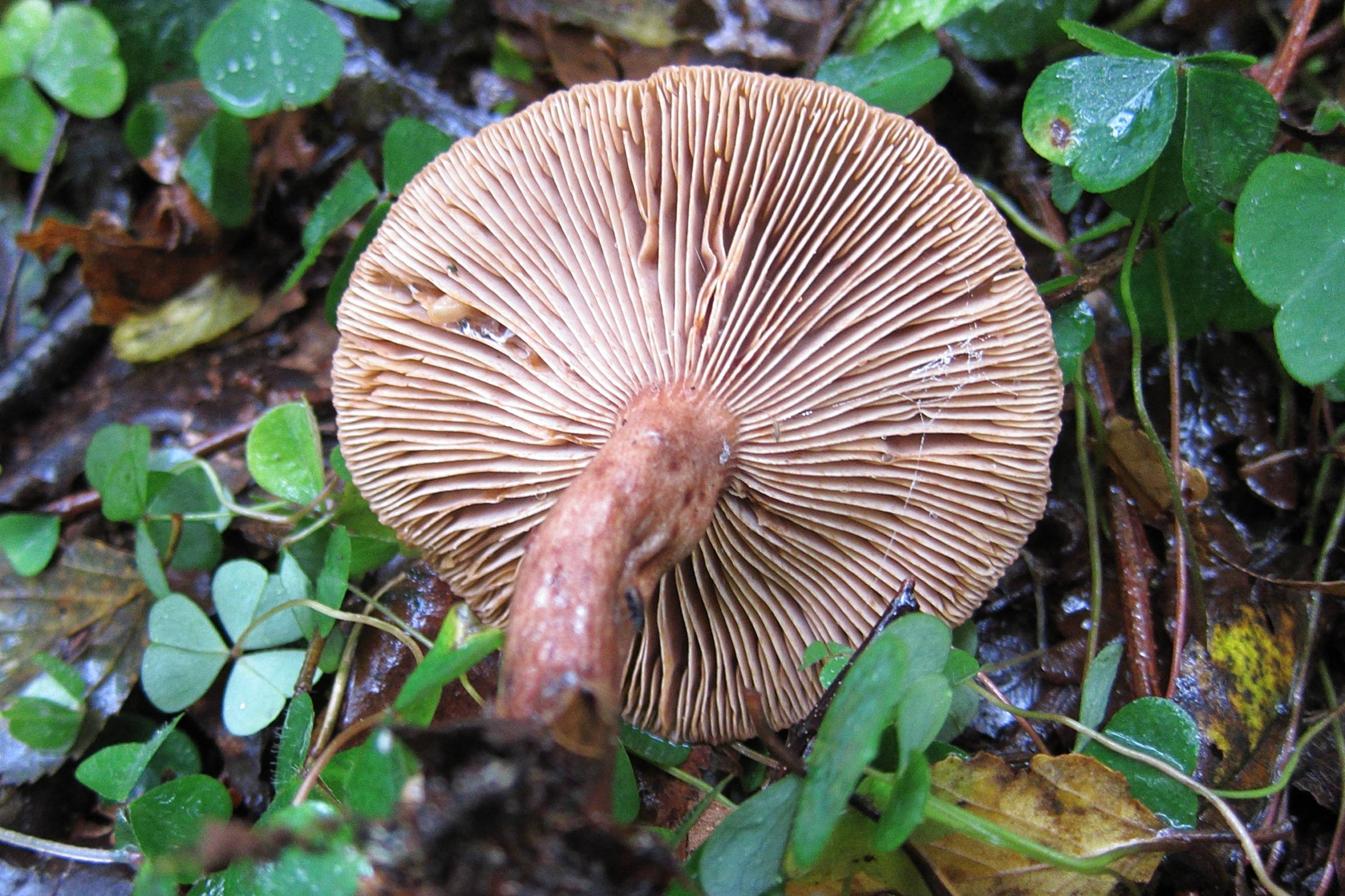 Afficher le média lactarius_quietus5bd lactarius_quietus5bd