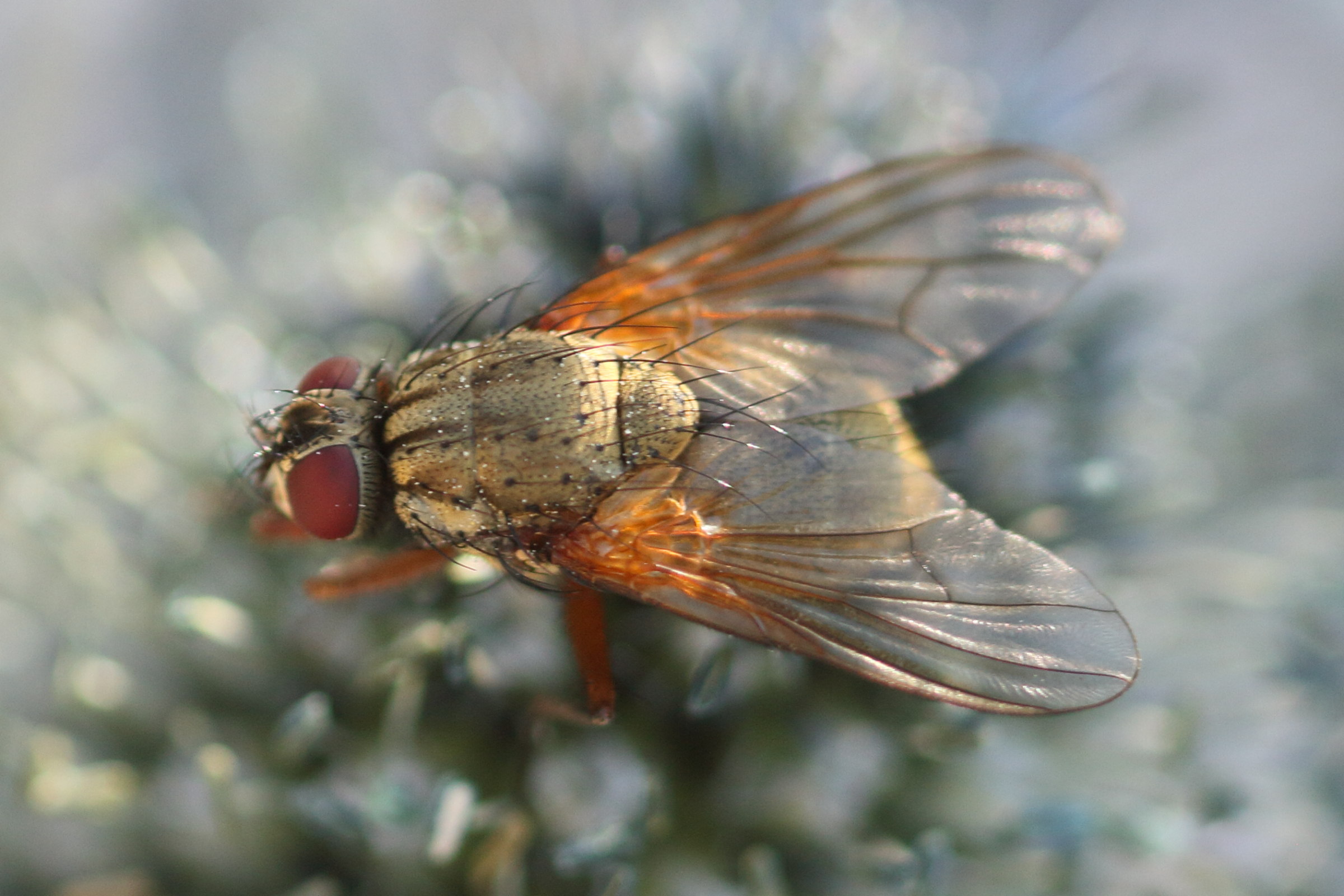 phaonia_angelicae1bd