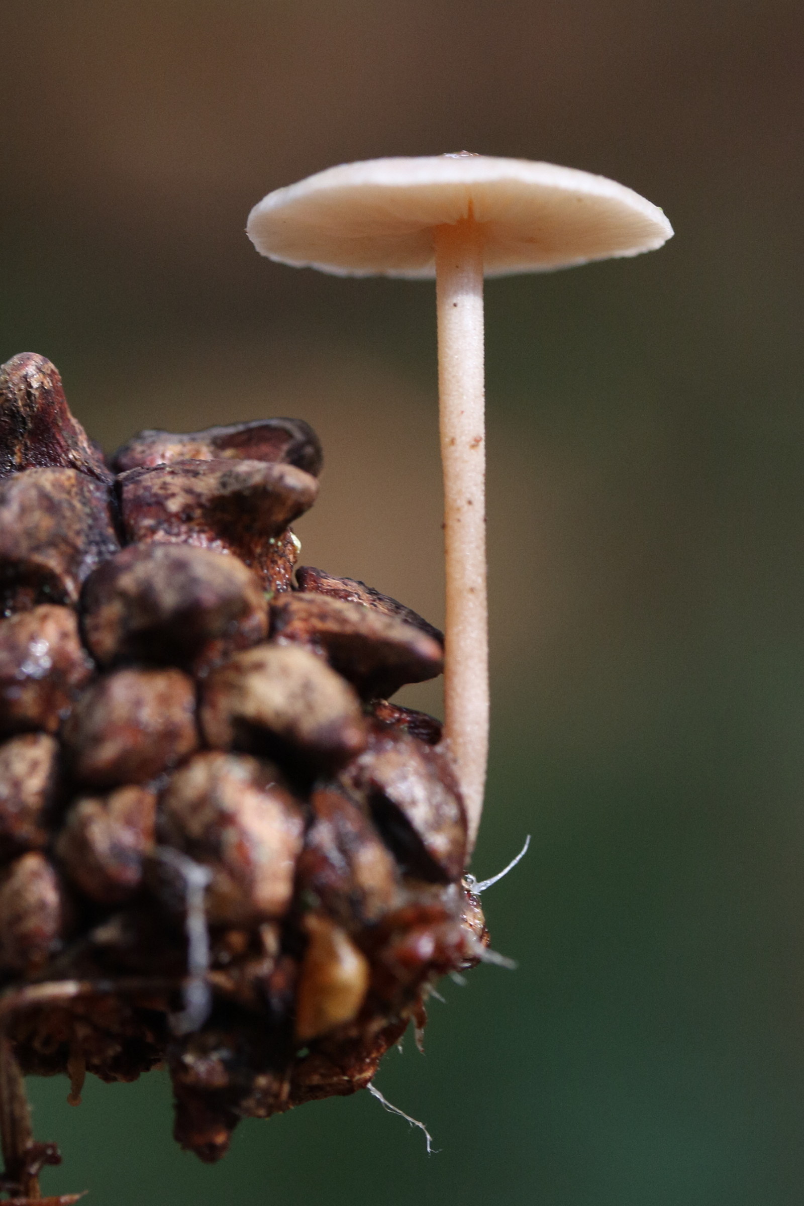 baeospora_myosura1md