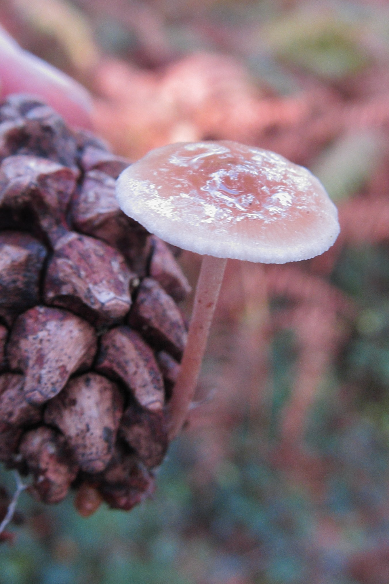 baeospora_myosura2bd