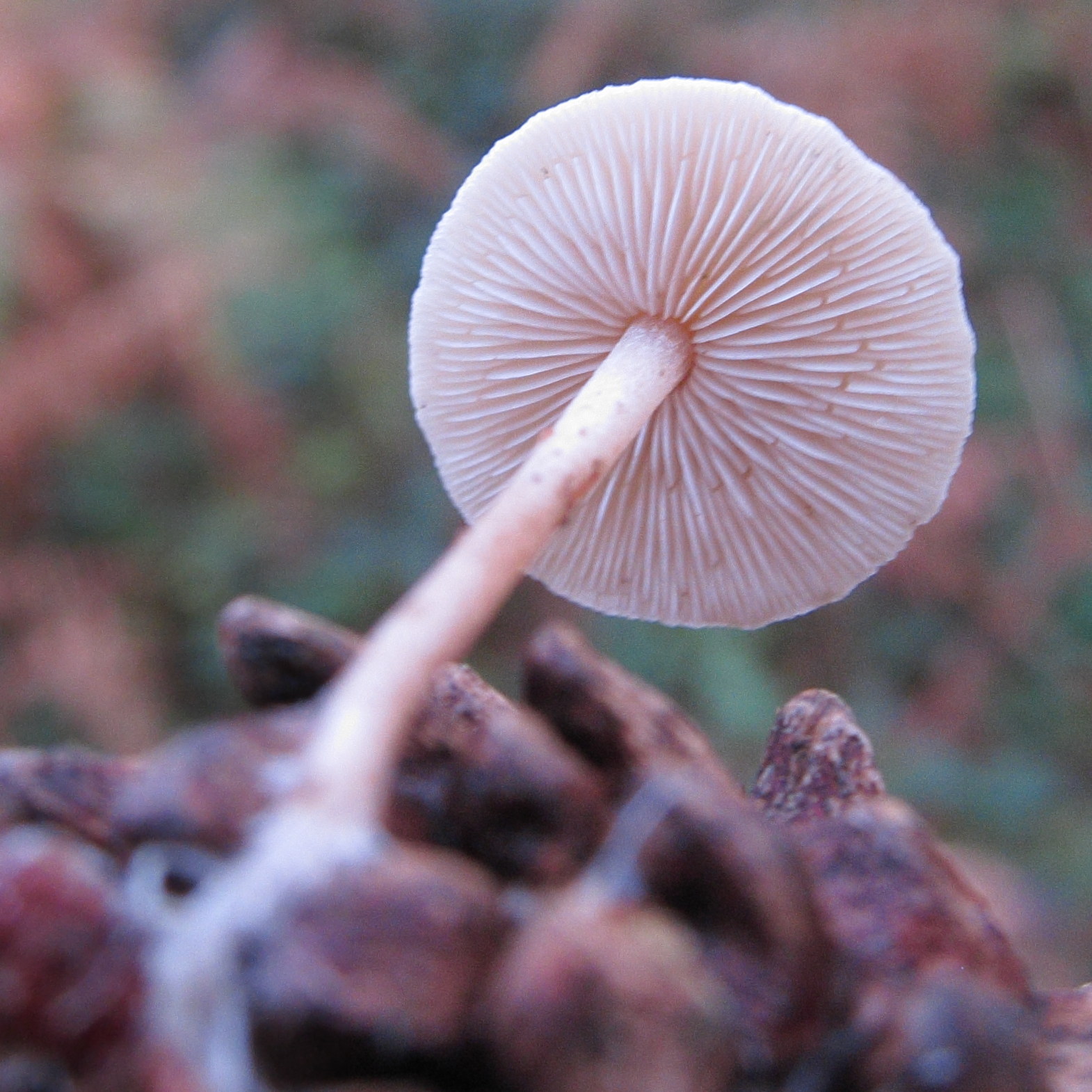 baeospora_myosura3bd