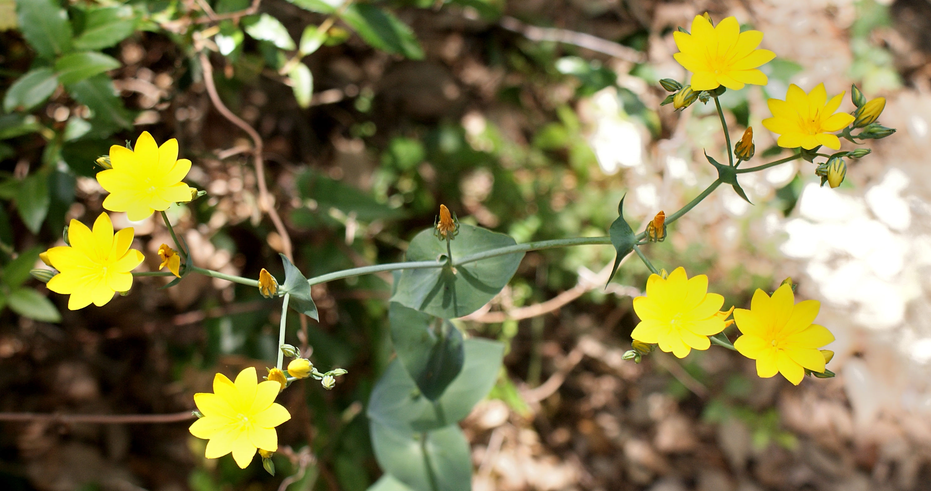 Afficher le média blackstonia_perfoliata6td-jpg blackstonia_perfoliata6td-jpg