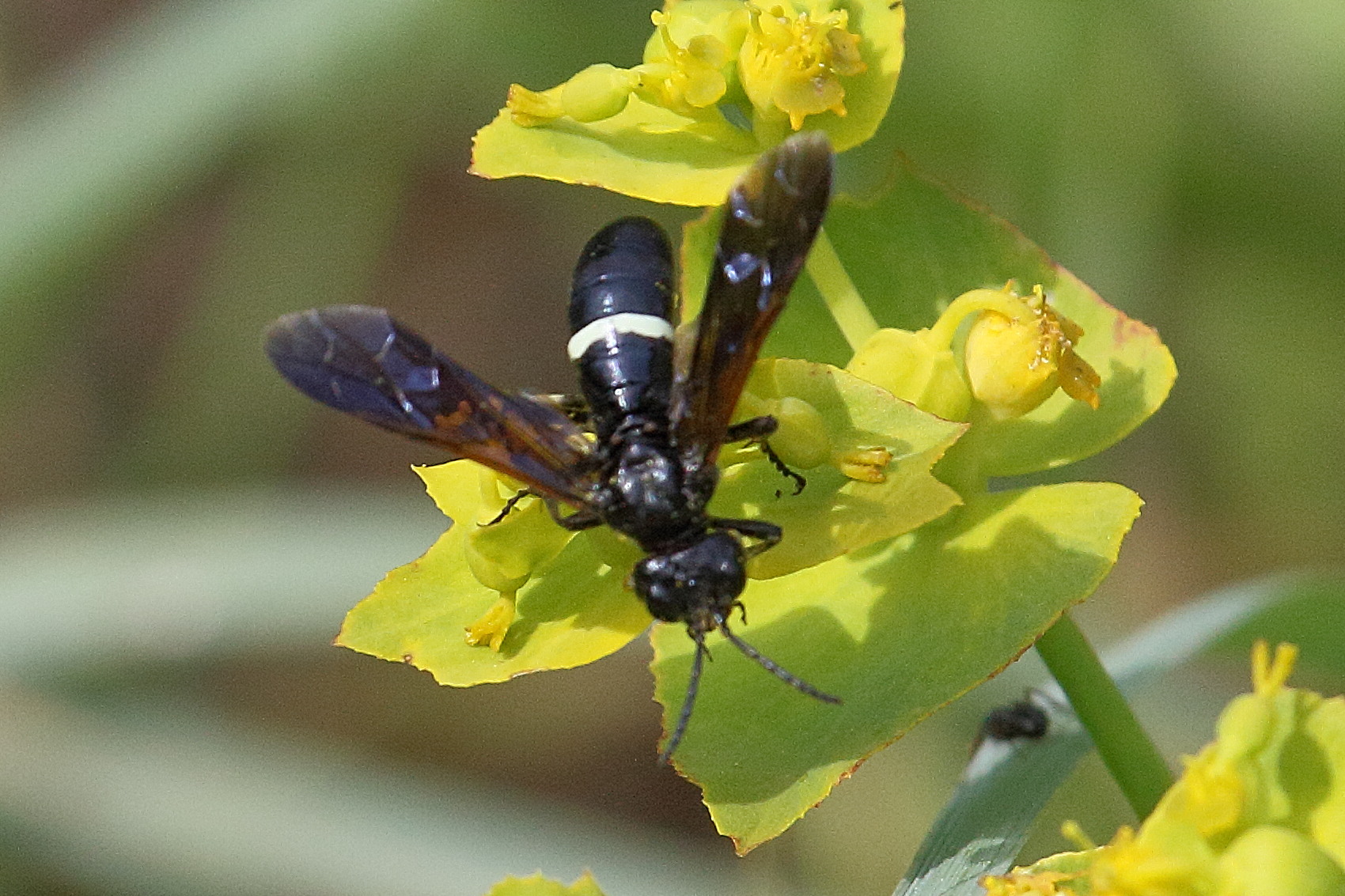 cephaledo_bifasciata2bd