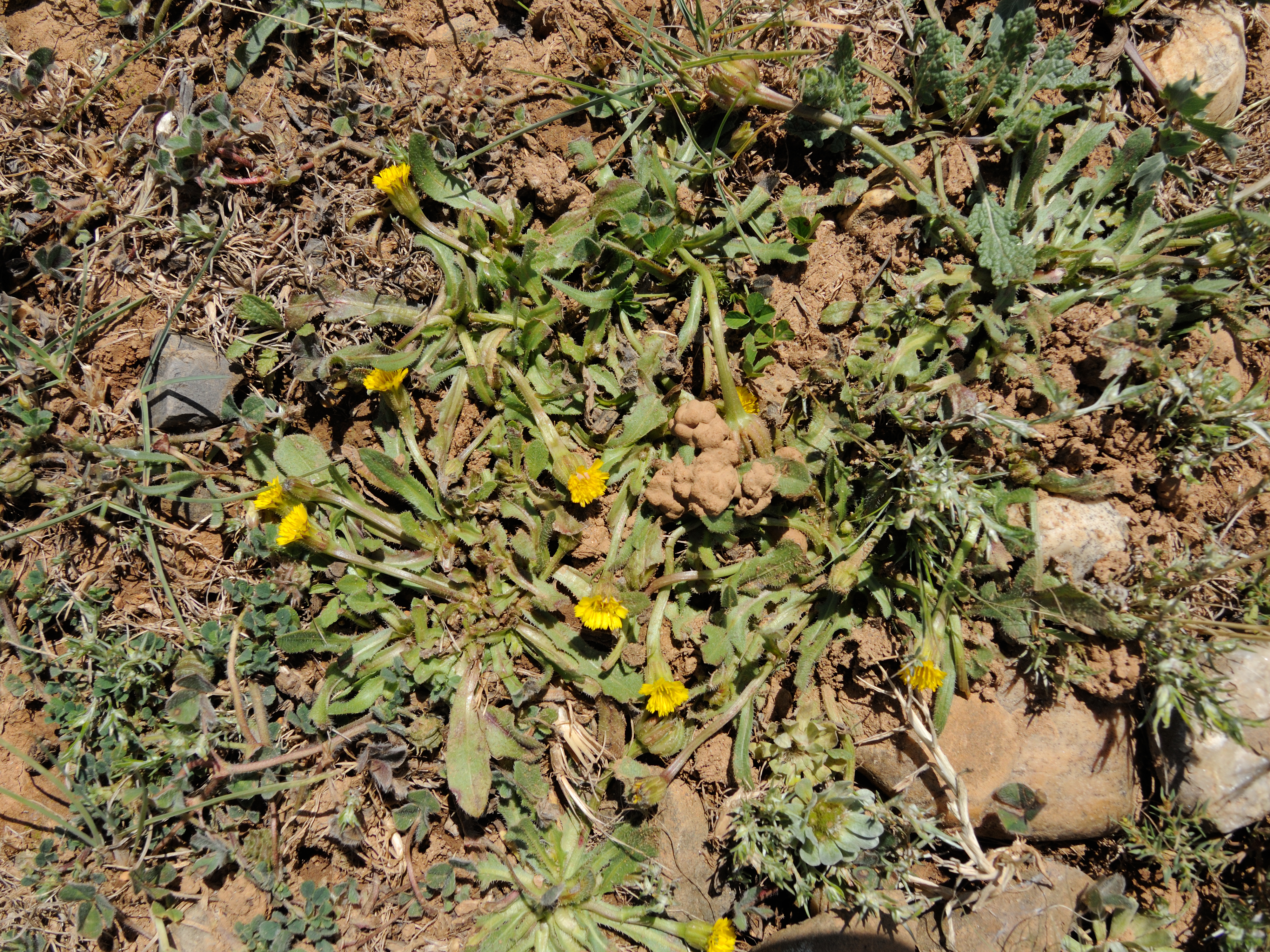 Afficher le média hedypnois_rhagadioloides1md hedypnois_rhagadioloides1md