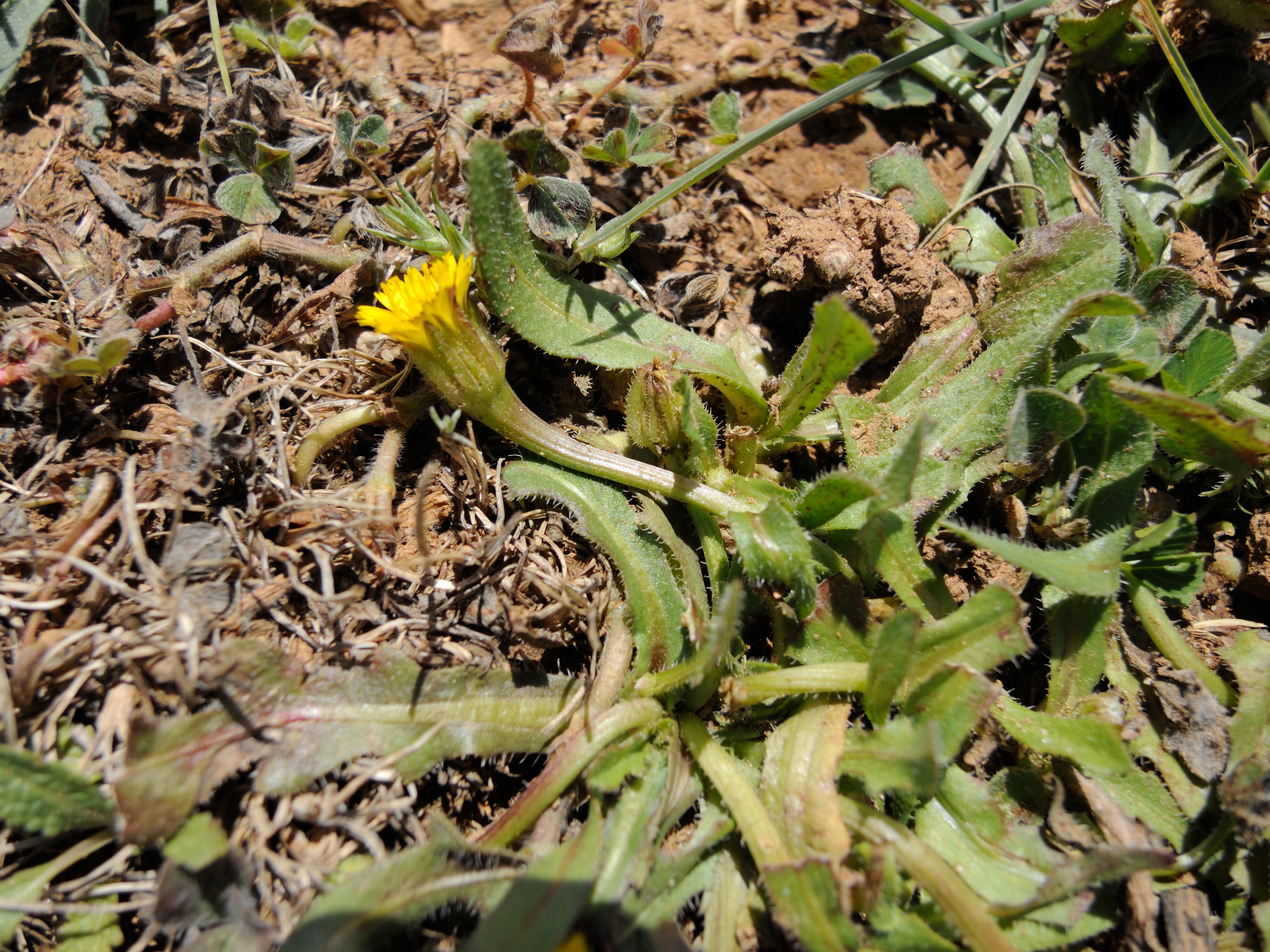 Afficher le média hedypnois_rhagadioloides2md hedypnois_rhagadioloides2md