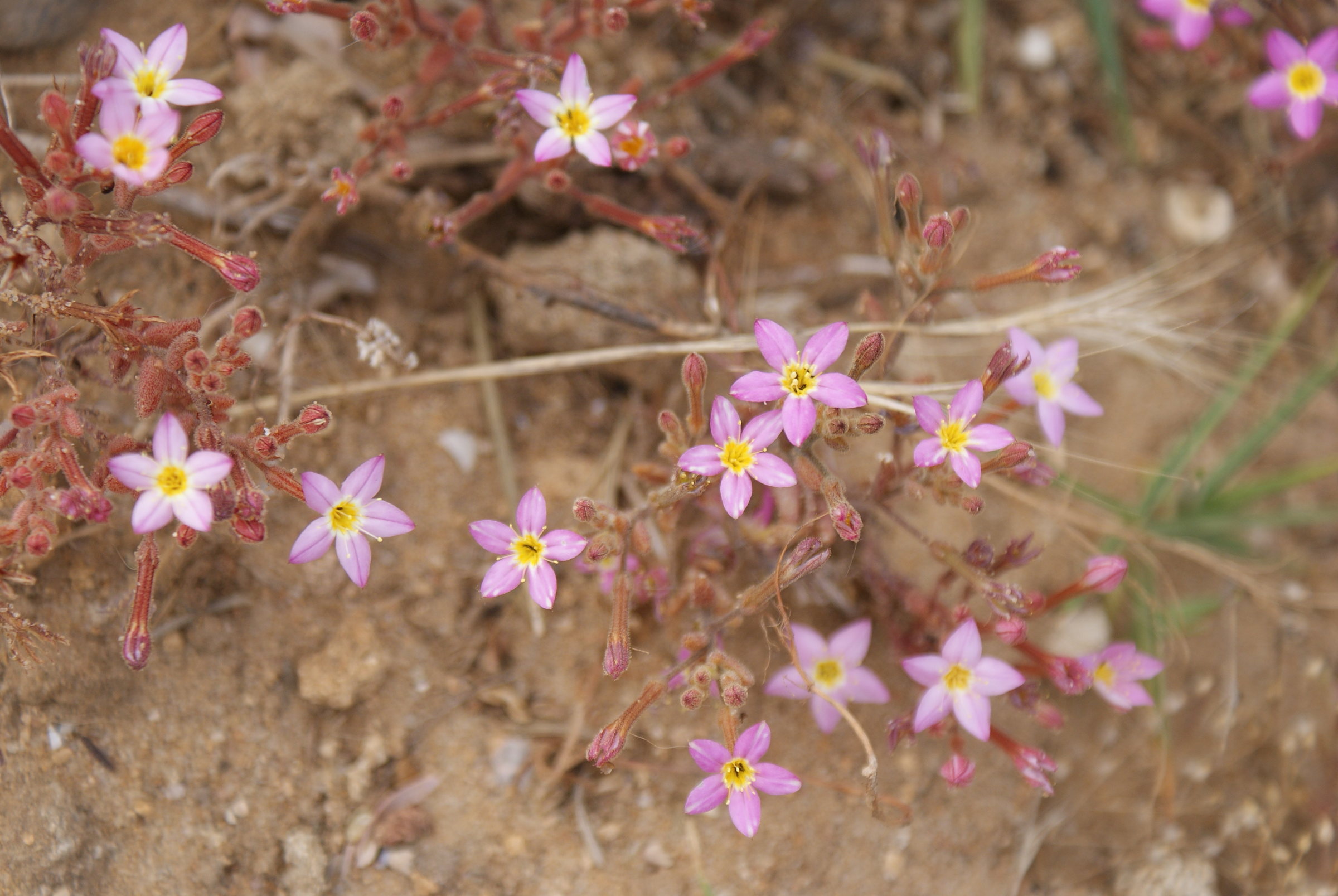 pistorinia_breviflora1td