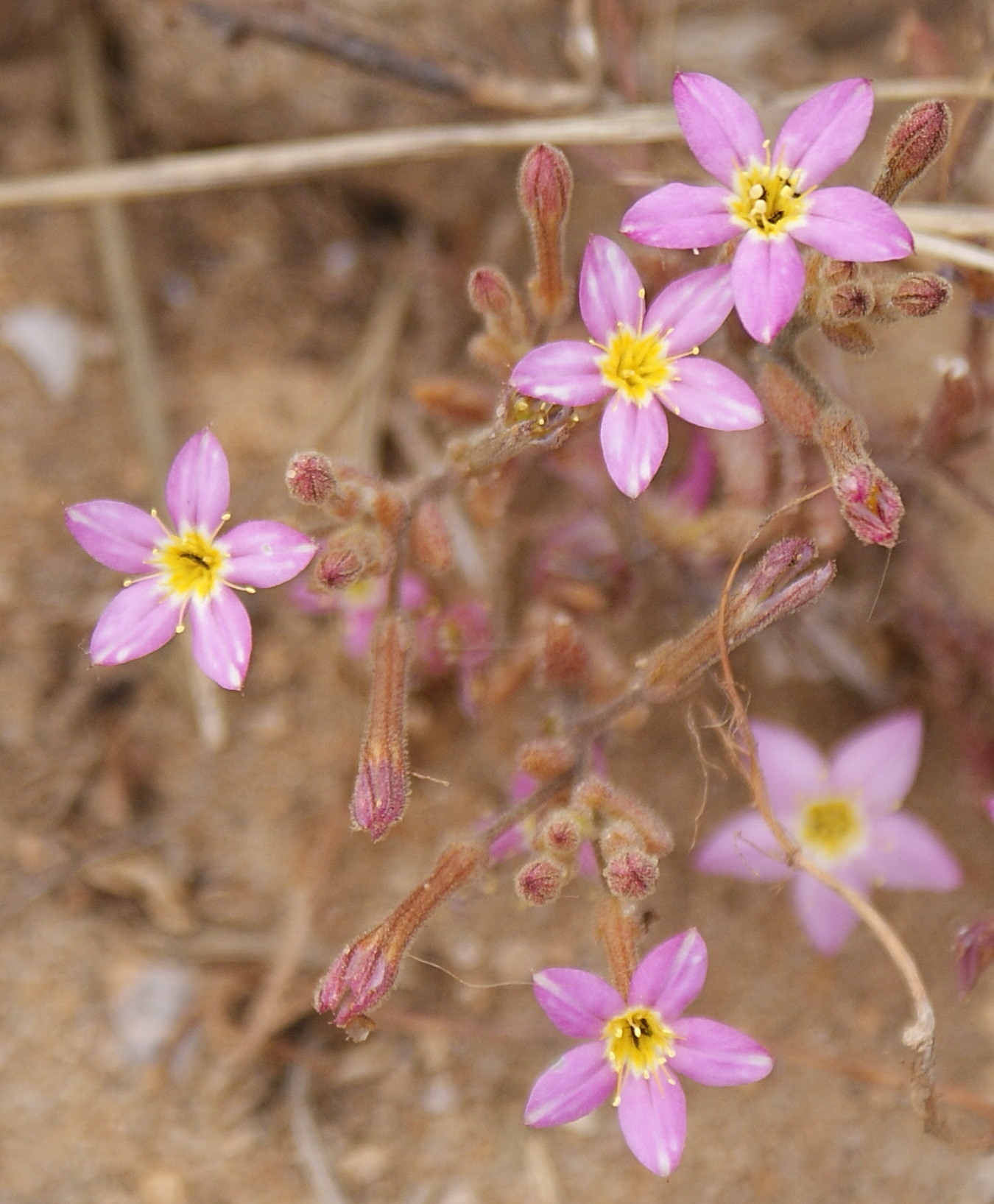pistorinia_breviflora2td