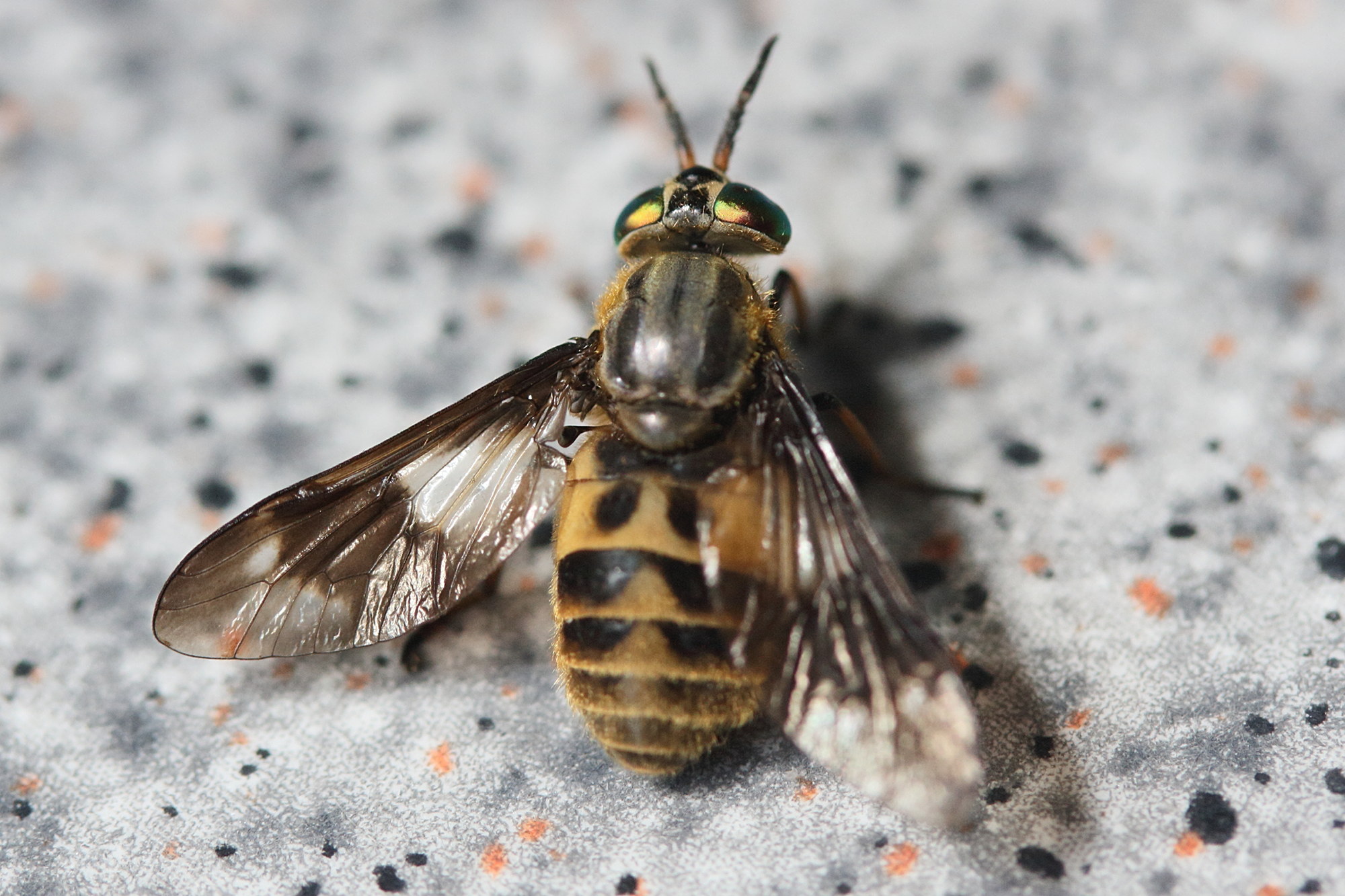chrysops_relictus4md