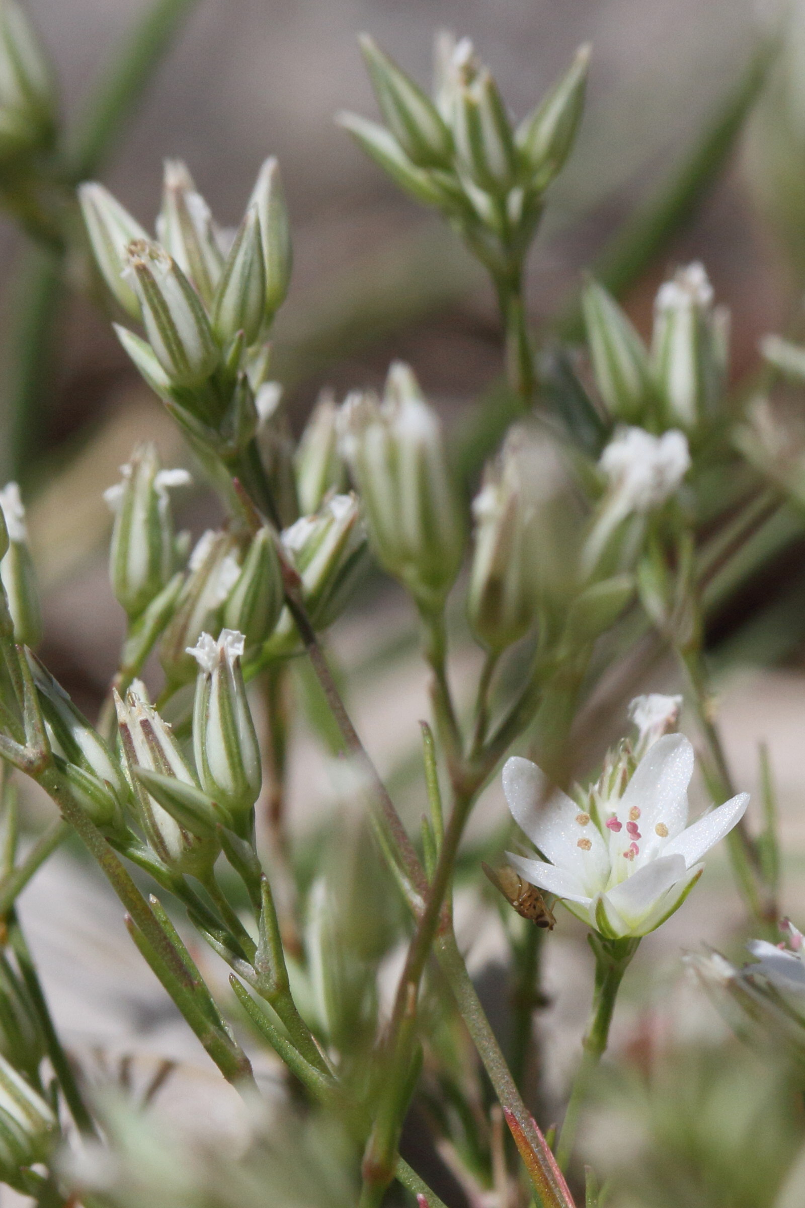 Afficher le média minuartia_rostrata4md minuartia_rostrata4md