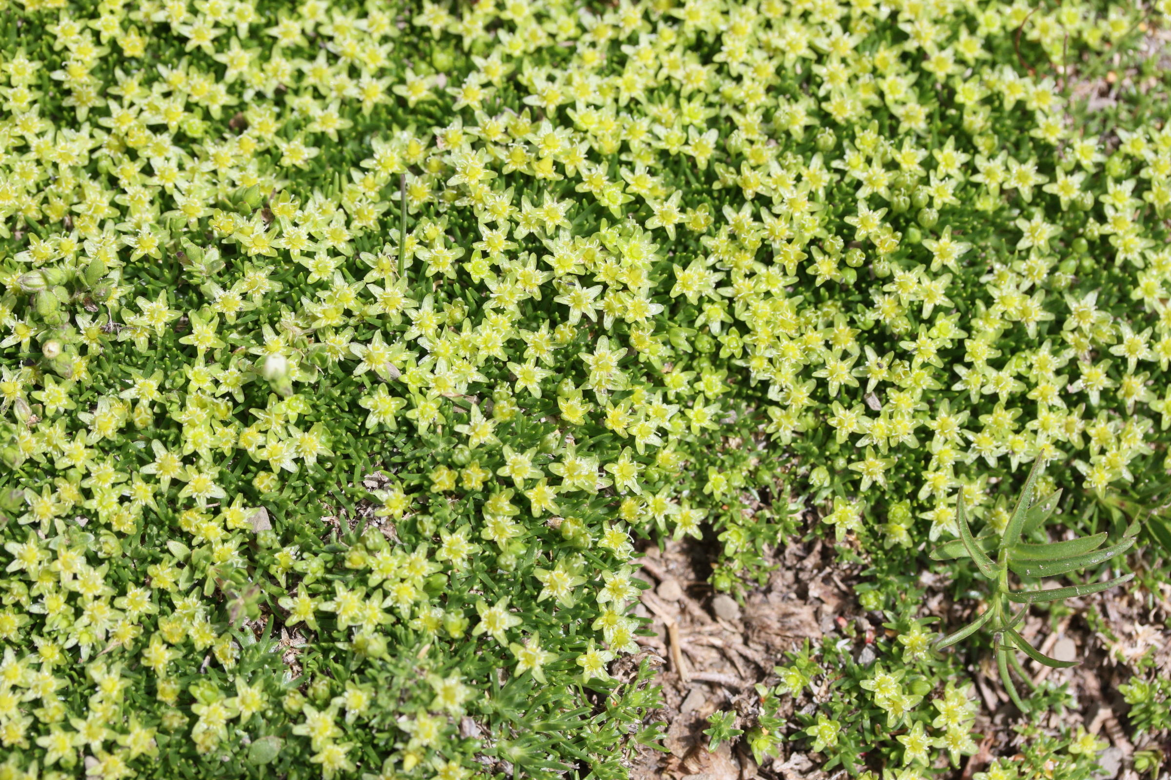 Afficher le média minuartia_sedoides2md minuartia_sedoides2md