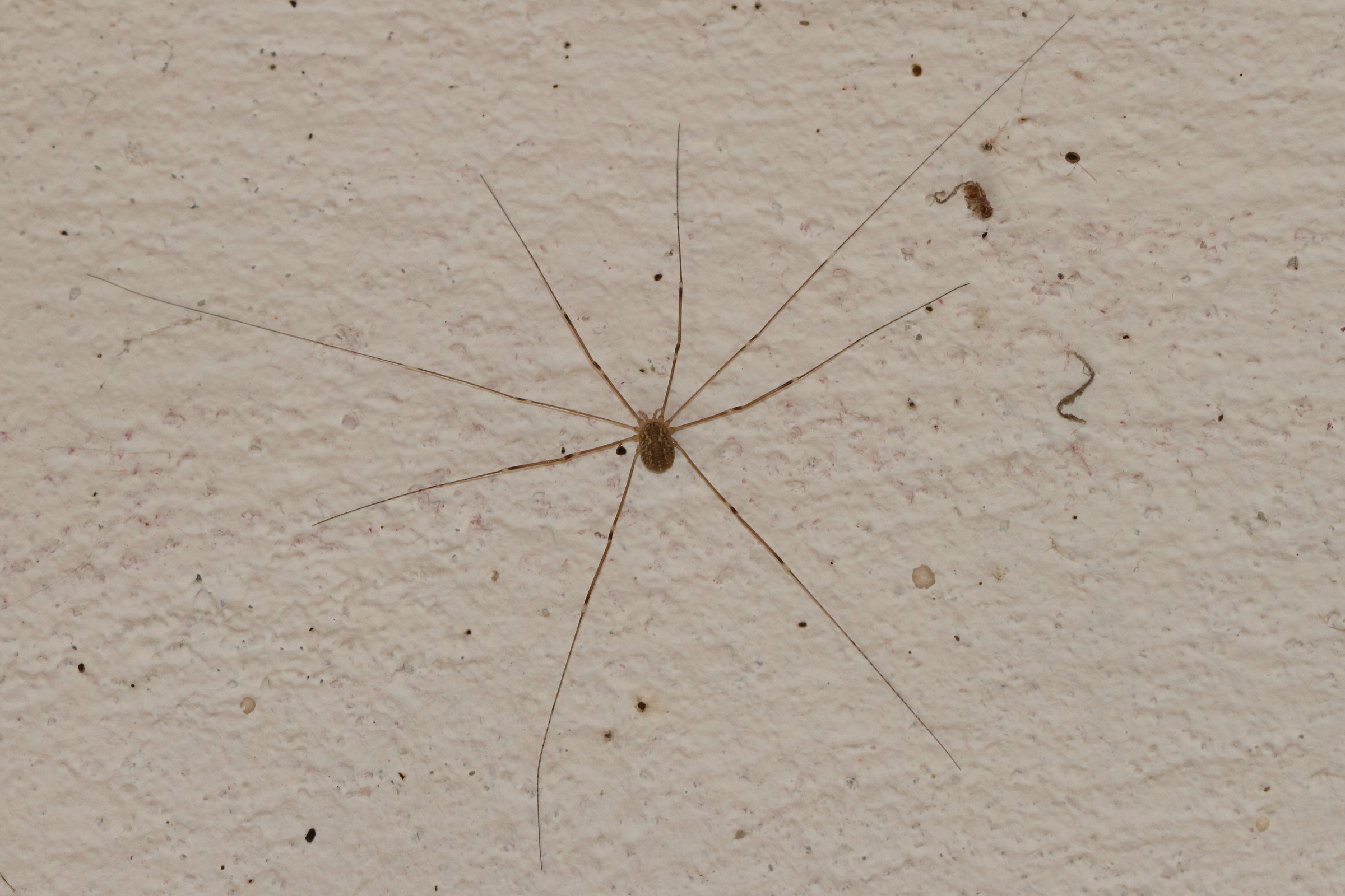 Afficher le média opilio_canestrinii3bd opilio_canestrinii3bd