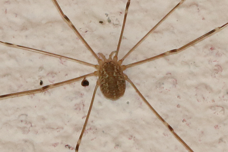 Afficher le média opilio_canestrinii4bd opilio_canestrinii4bd