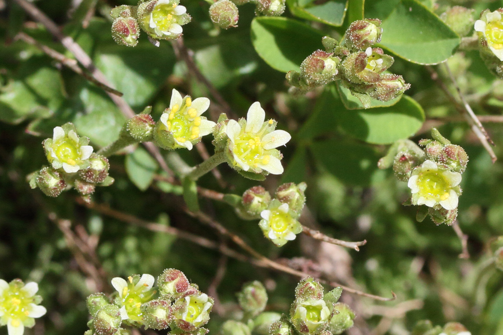 Afficher le média saxifraga_moschata5md saxifraga_moschata5md