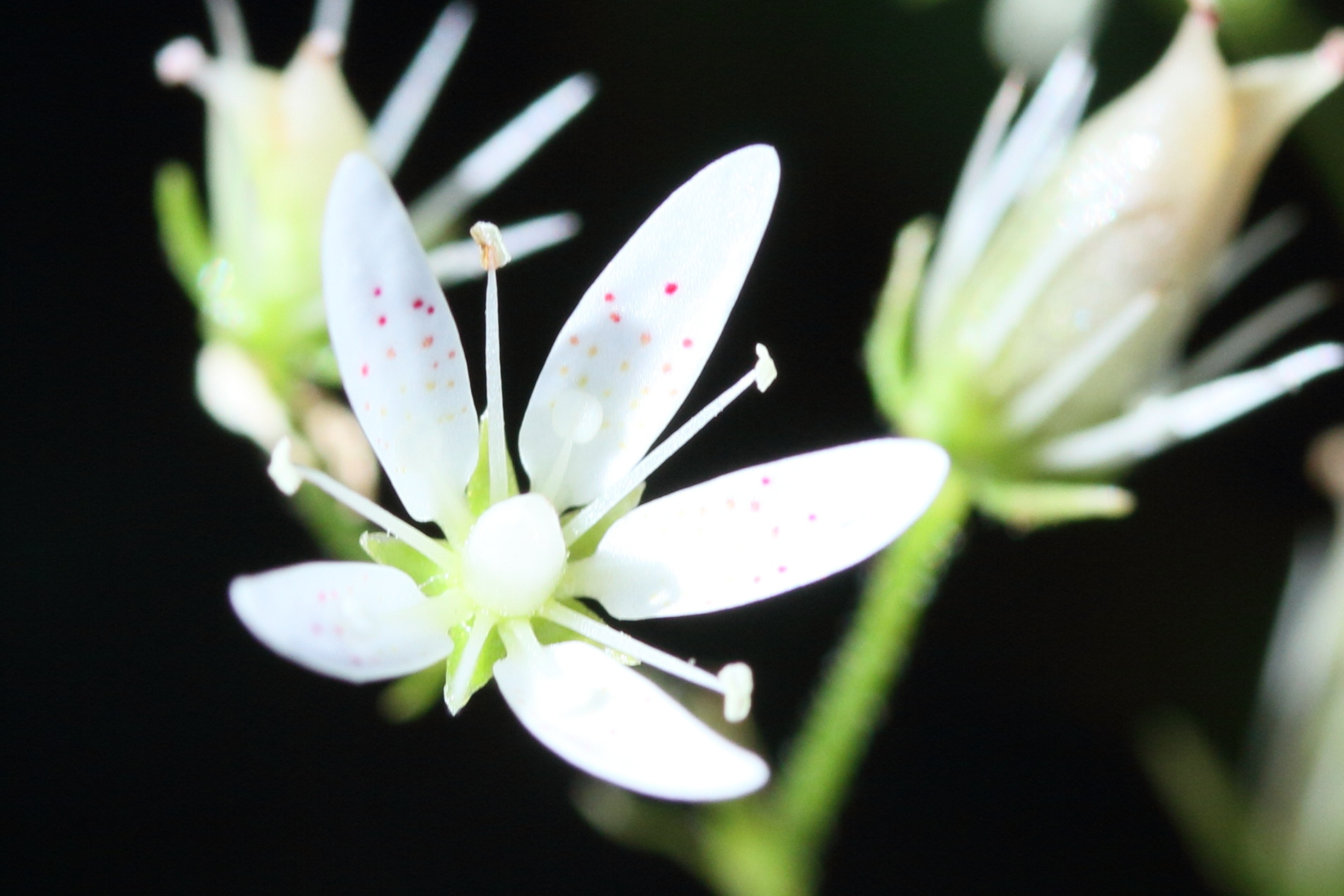 saxifraga_rotundifolia3md