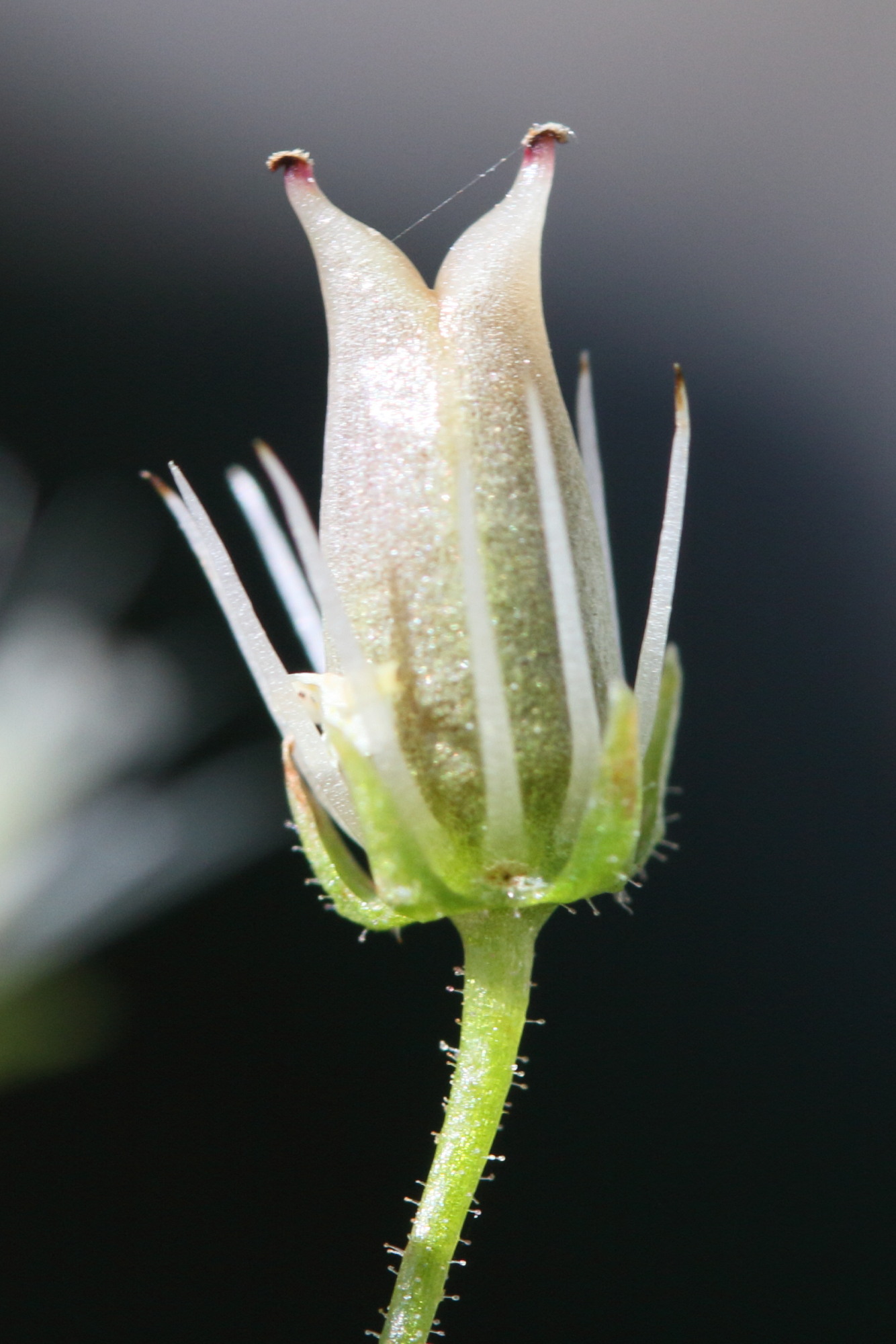 saxifraga_rotundifolia4md
