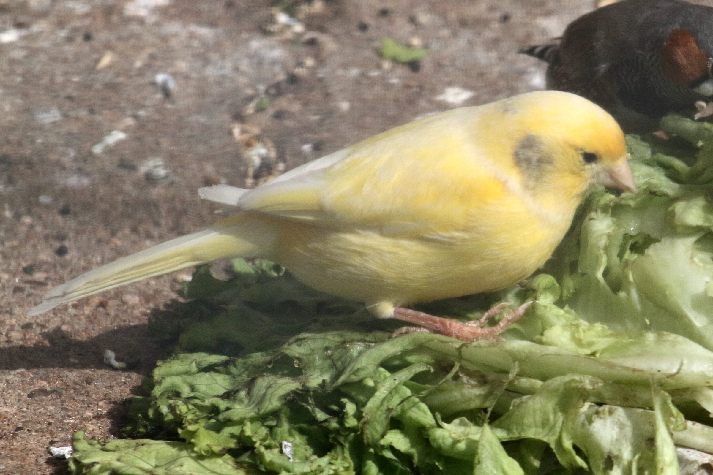 canari_-_serinus_canaria1bd
