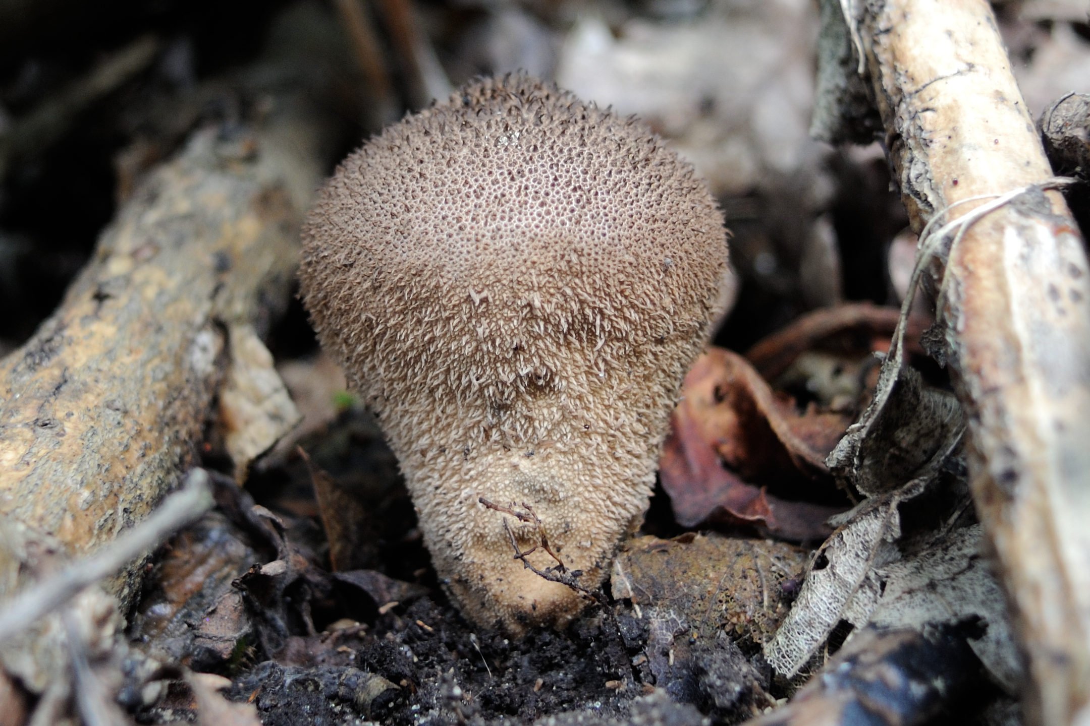 Afficher le média lycoperdon_foetidum1md lycoperdon_foetidum1md