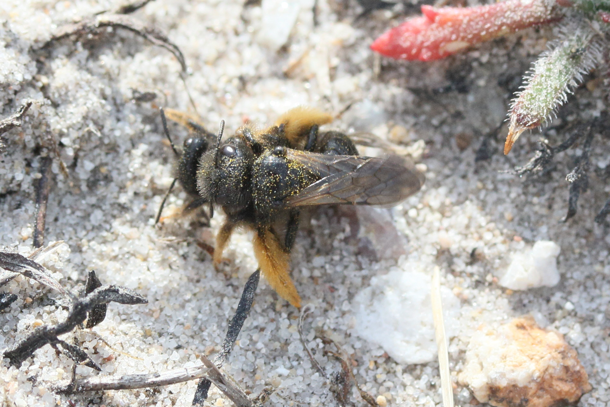 panurgus_calcaratus1md