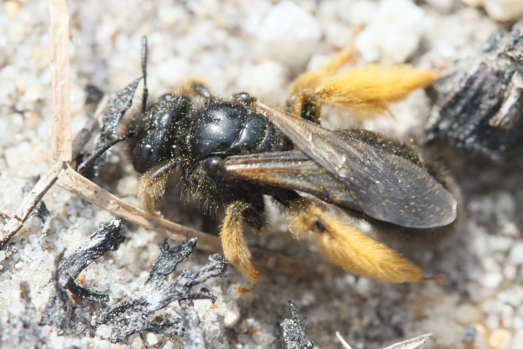 panurgus_calcaratus3md