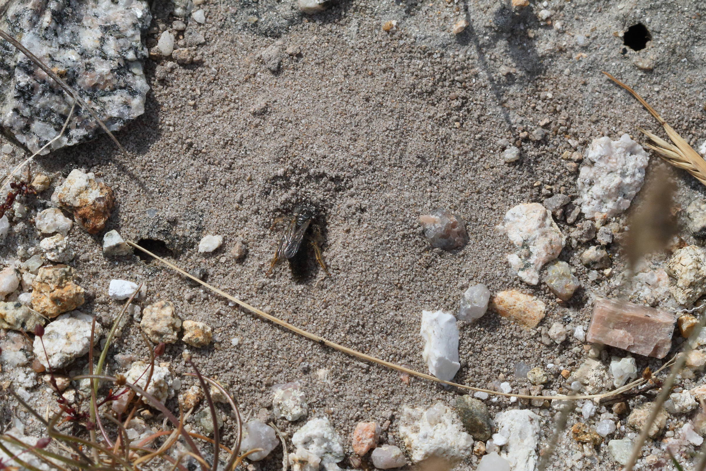 panurgus_calcaratus4bd