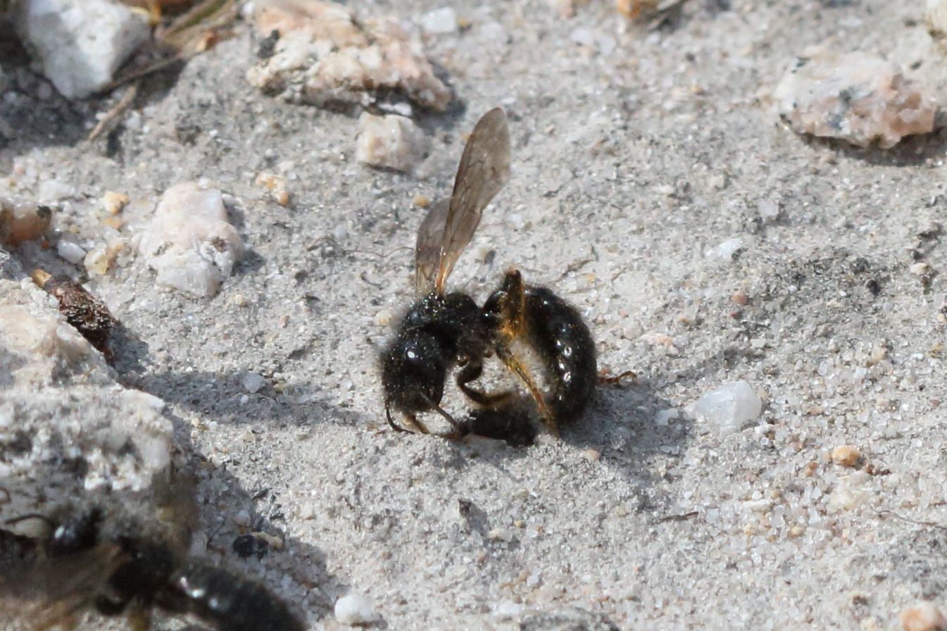 panurgus_calcaratus5bd