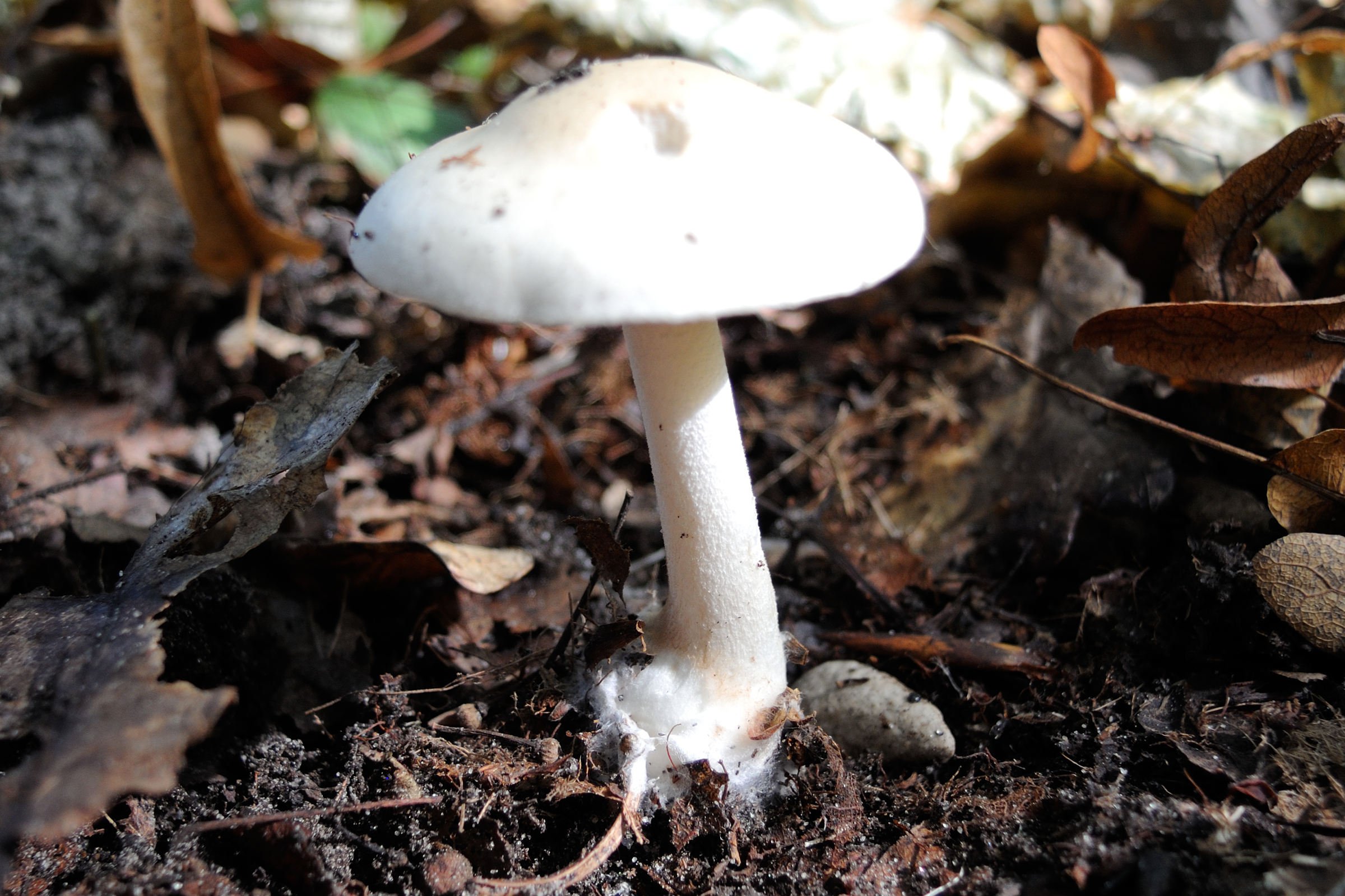 Afficher le média volvariella_gloiocephala1md volvariella_gloiocephala1md