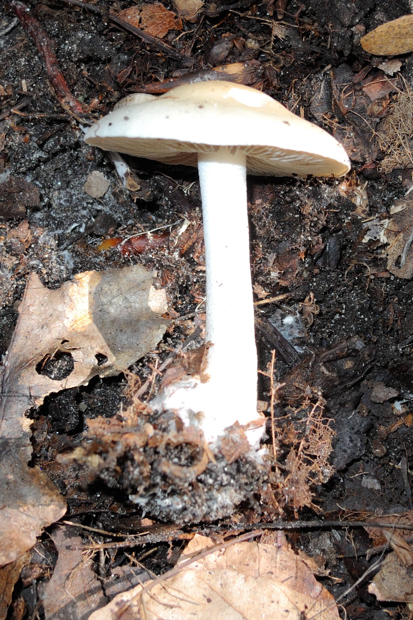 Afficher le média volvariella_gloiocephala2md volvariella_gloiocephala2md