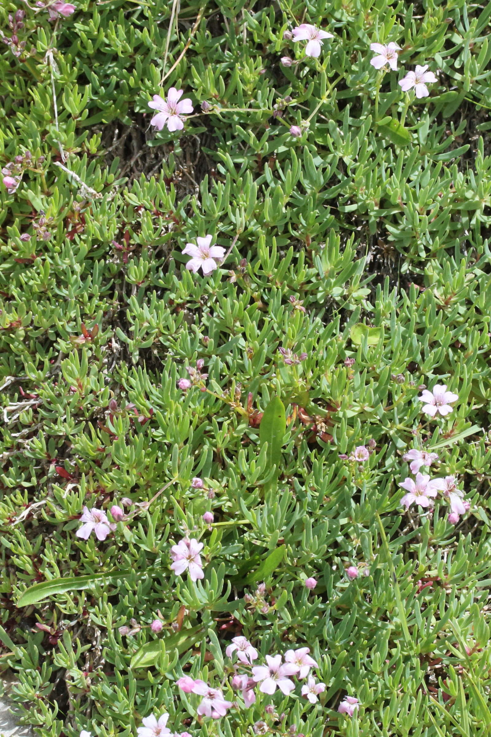 gypsophila_repens7md