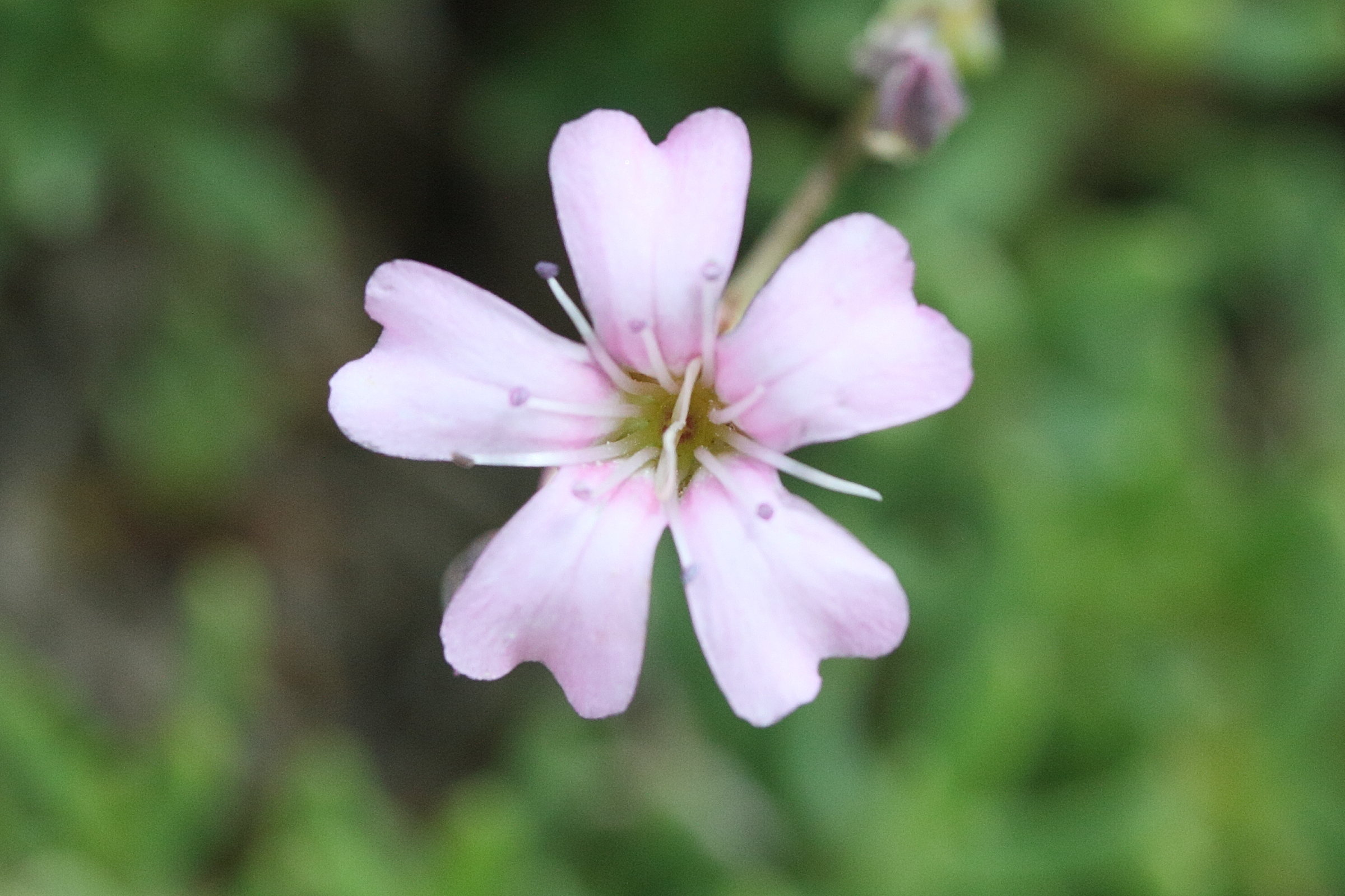 gypsophila_repens8md