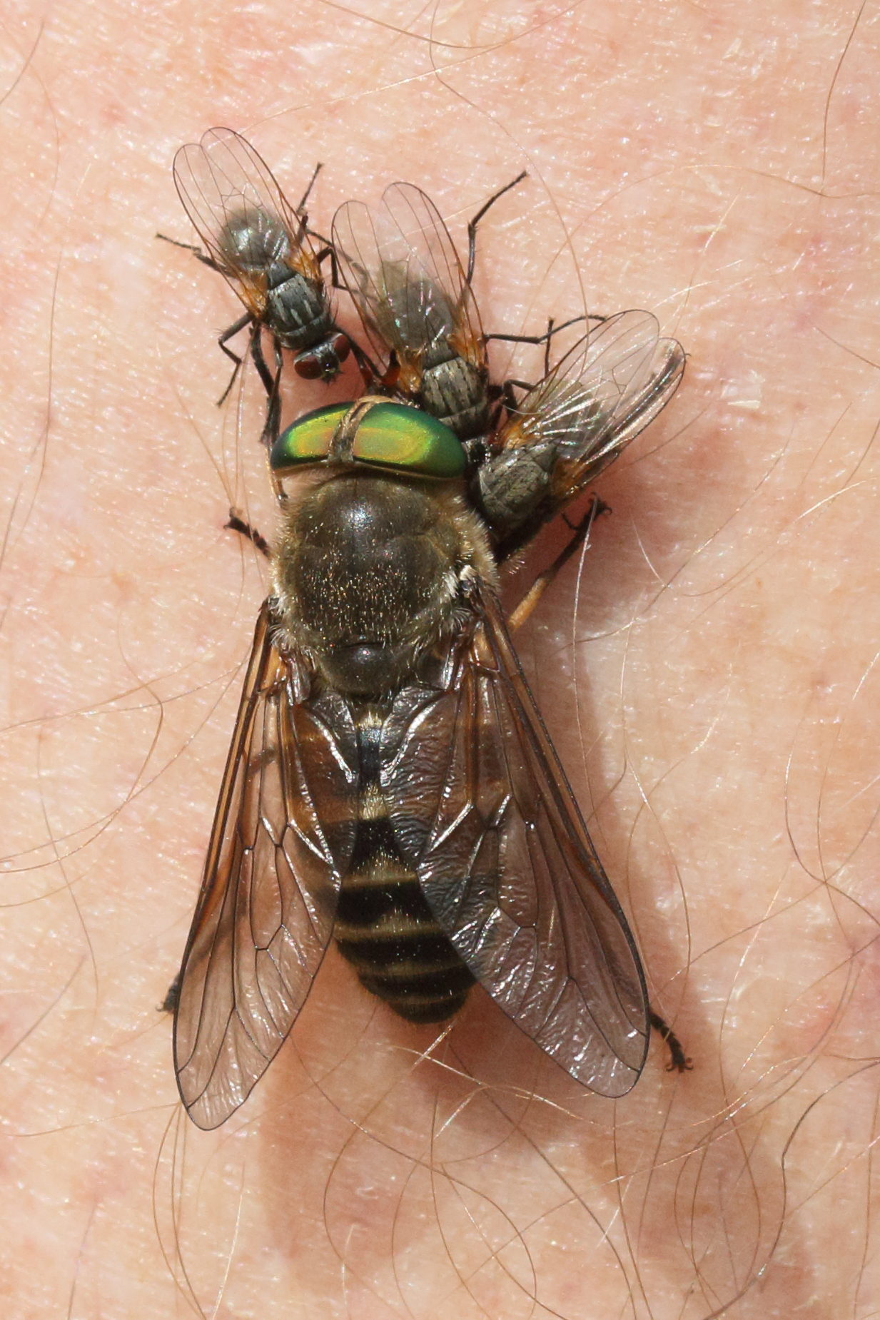 hybomitra_bimaculata3md