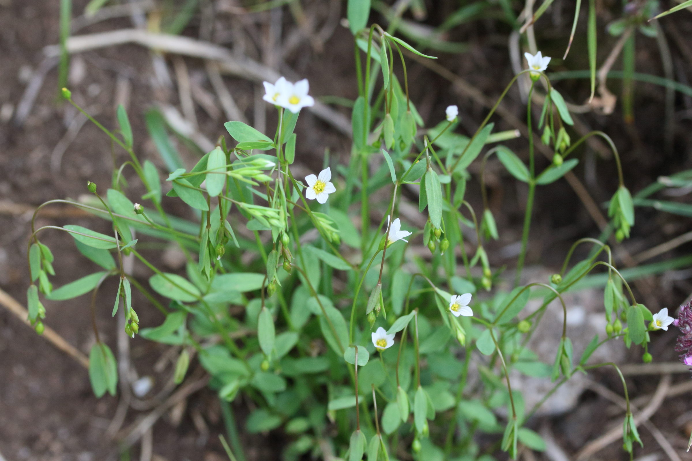 linum_catharticum5md