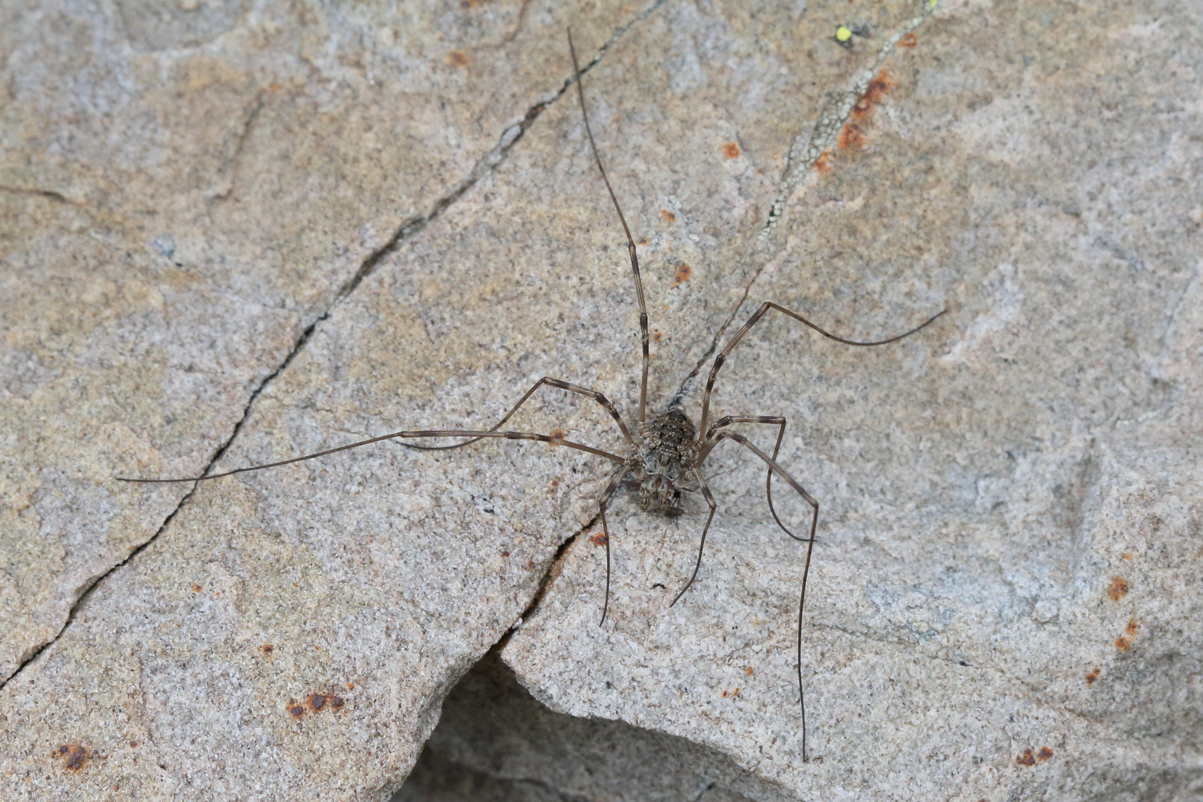 opilio_parietinus1bd