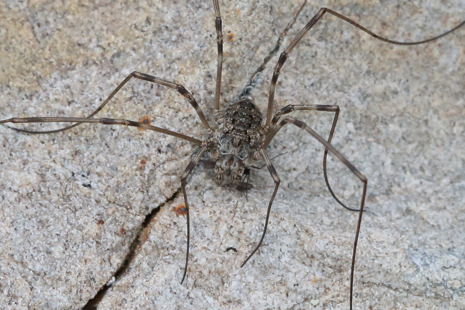 opilio_parietinus2bd