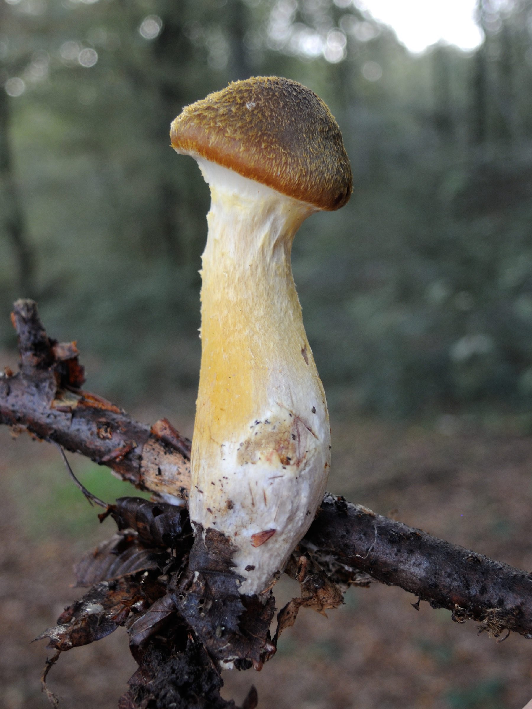 Afficher le média armillaria_gallica10md armillaria_gallica10md