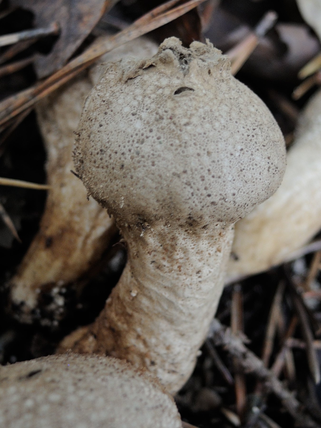 Afficher le média calvatia_excipuliformis1md calvatia_excipuliformis1md