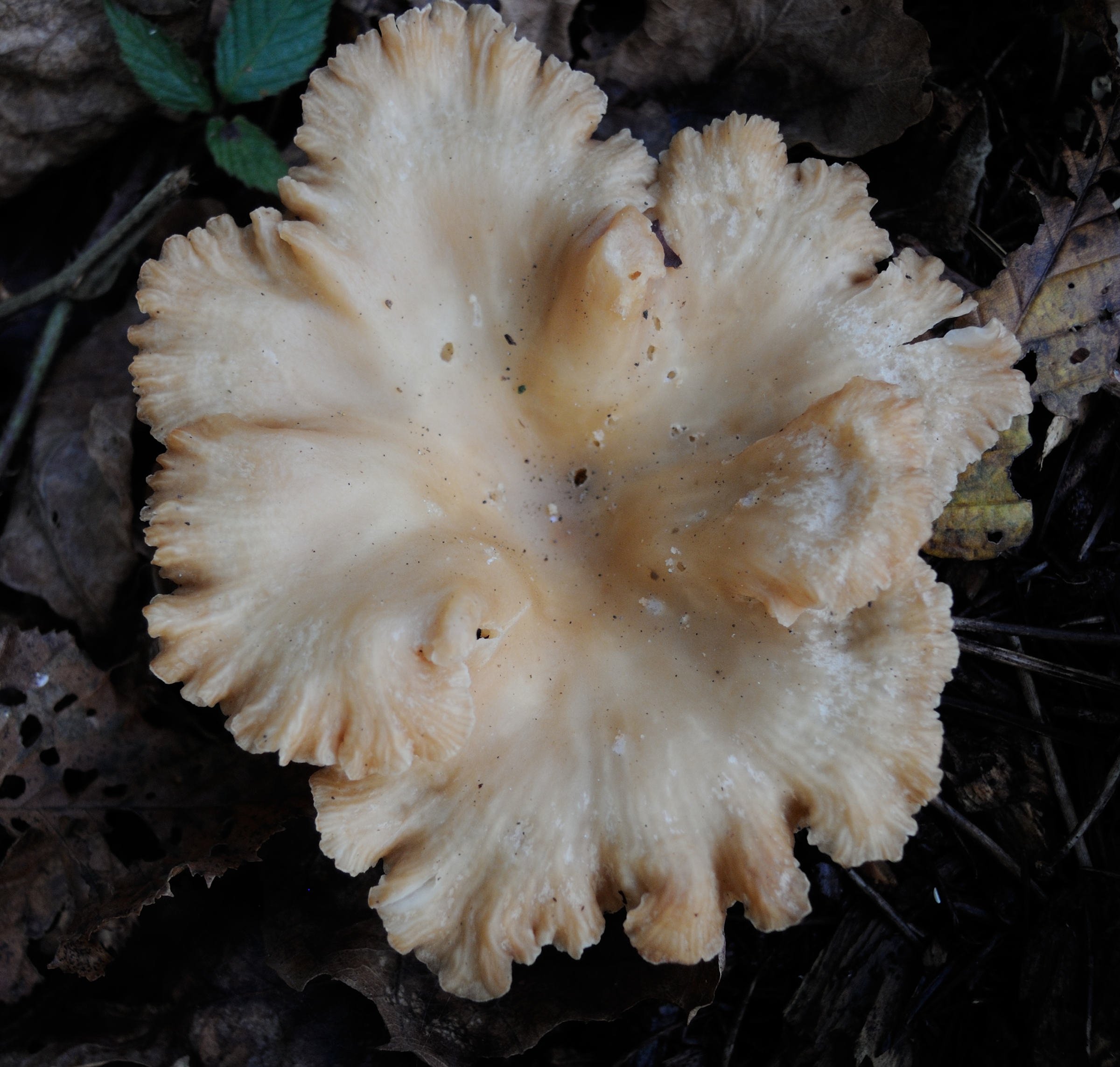 infundibulicybe_costata1md