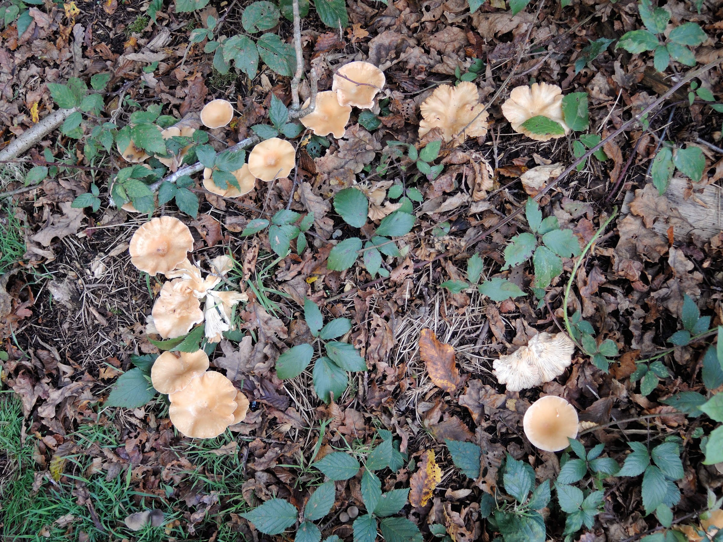 infundibulicybe_costata3md