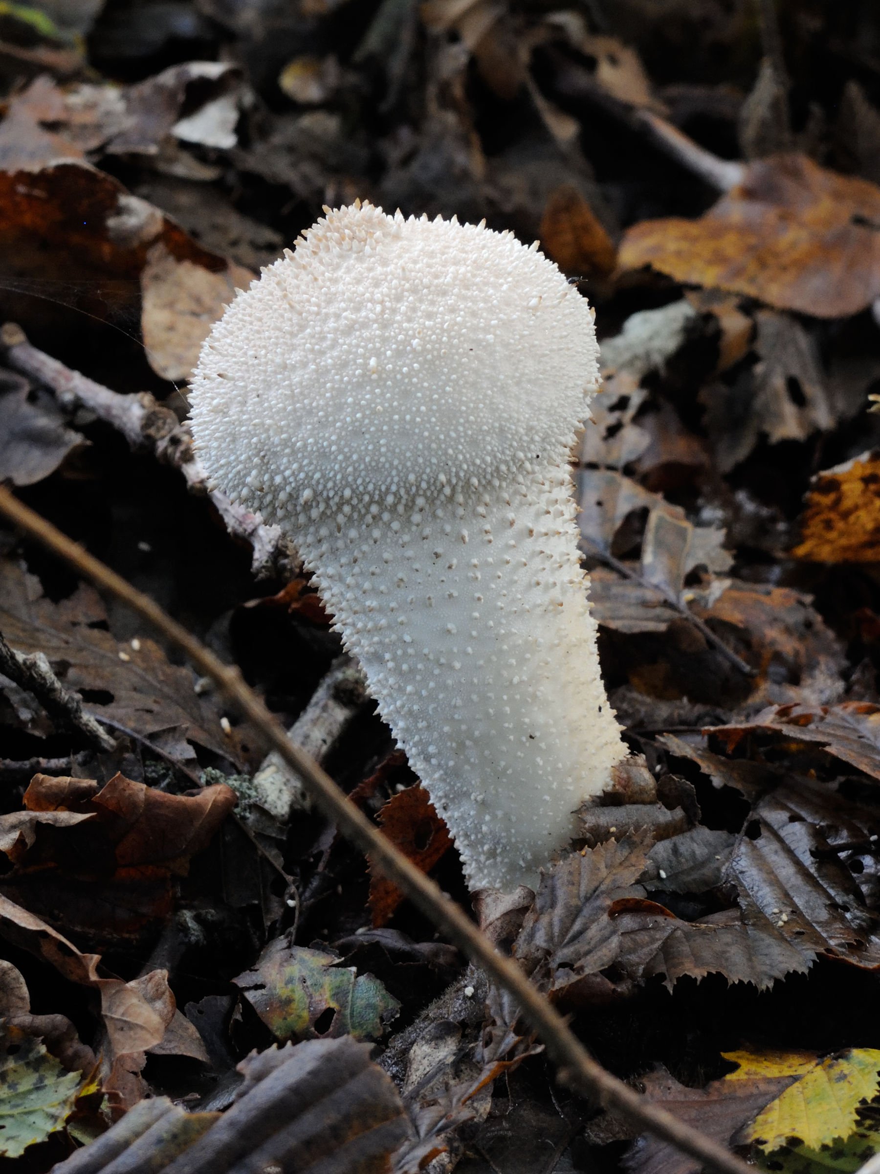 Afficher le média lycoperdon_perlatum7md lycoperdon_perlatum7md