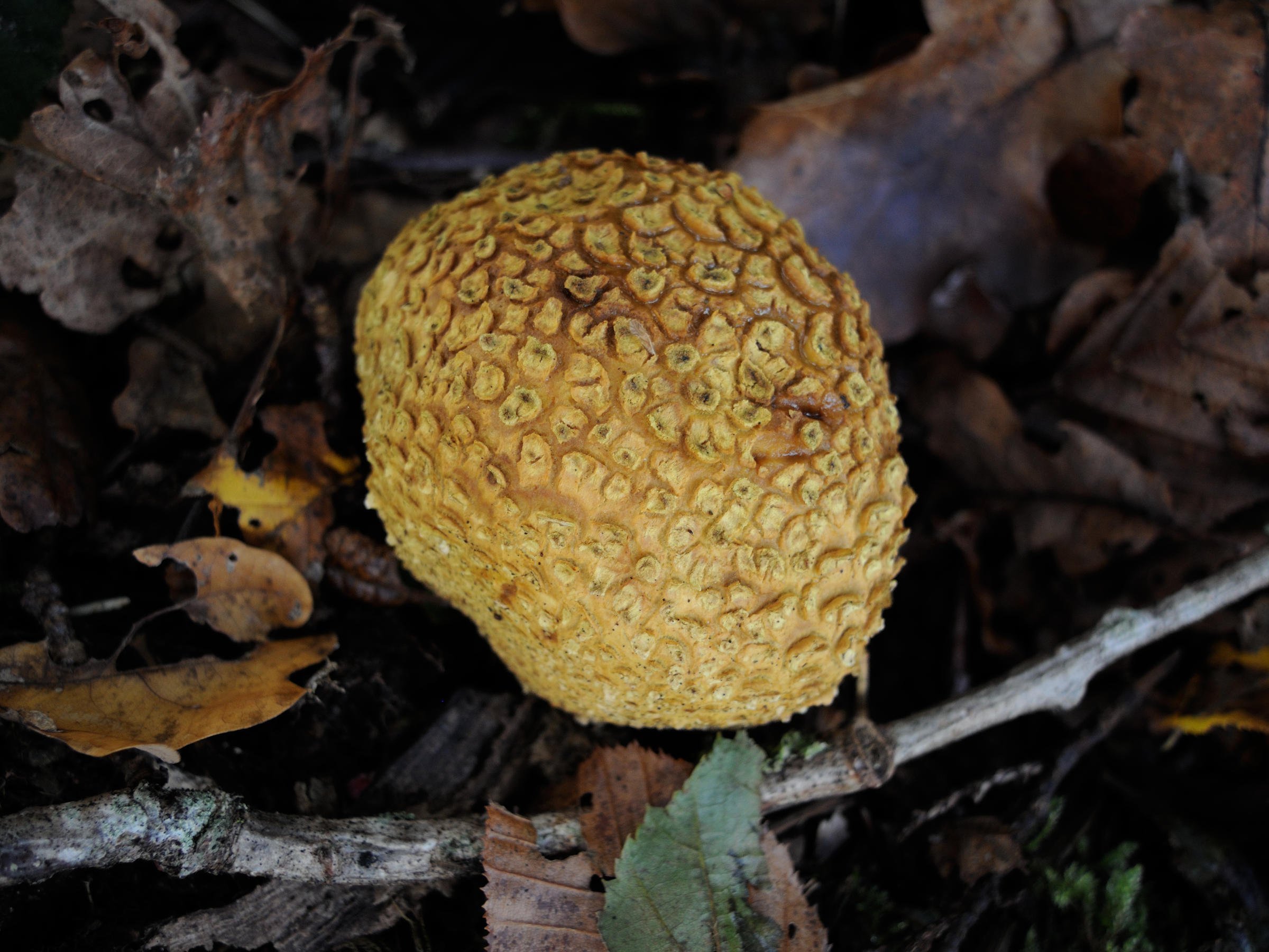 Afficher le média scleroderma_citrinum7md scleroderma_citrinum7md