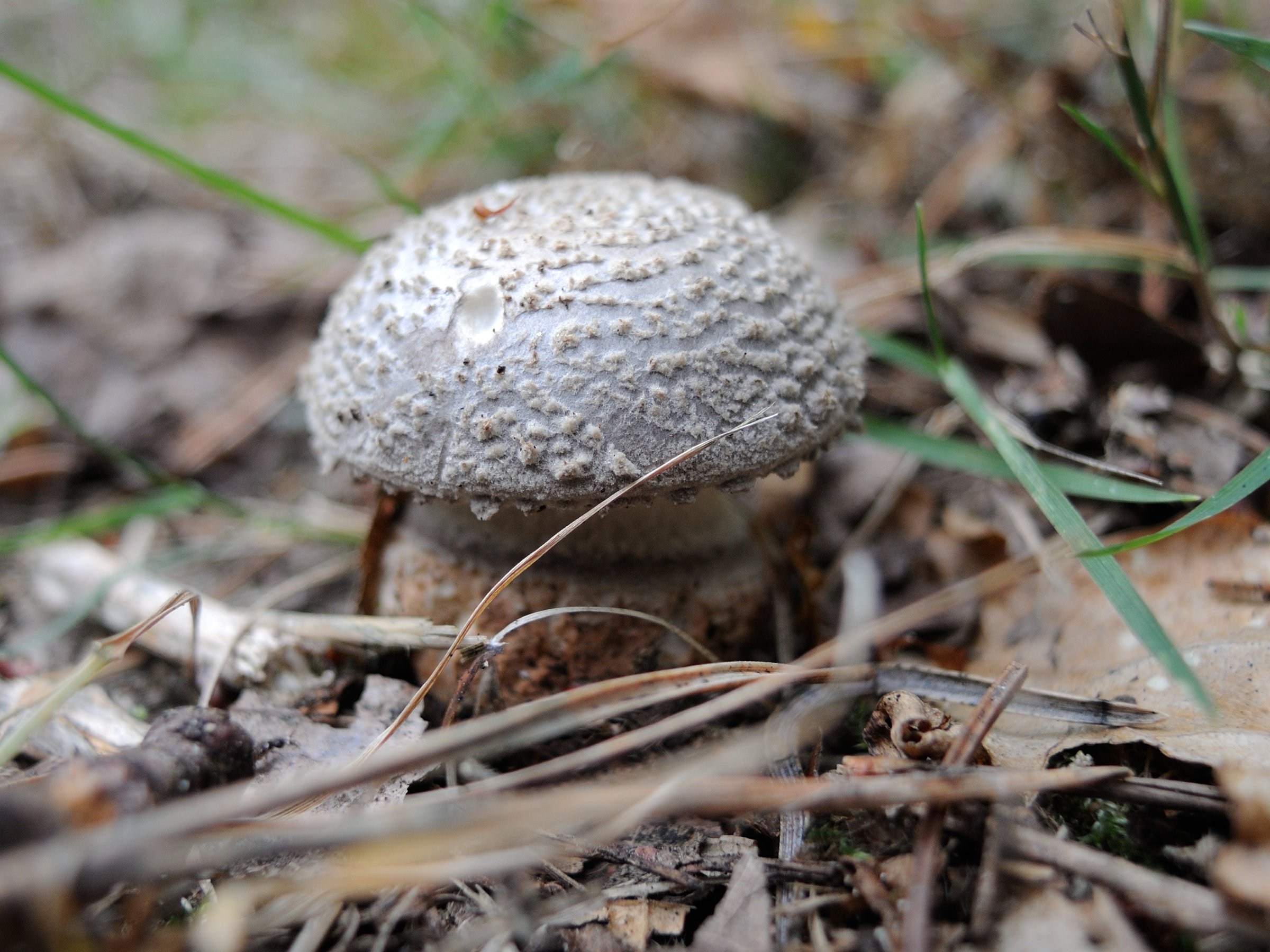 Afficher le média amanita_excelsa_spissa5md amanita_excelsa_spissa5md