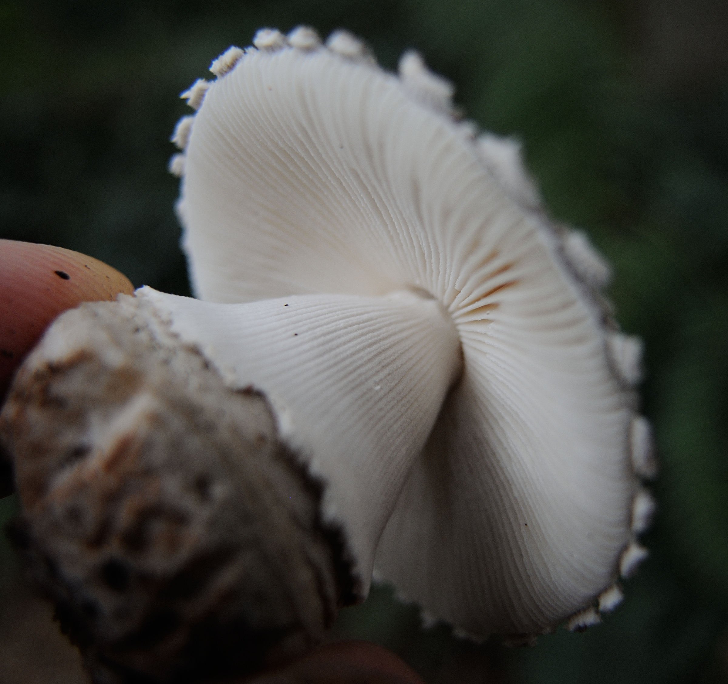 Afficher le média amanita_excelsa_spissa6md amanita_excelsa_spissa6md