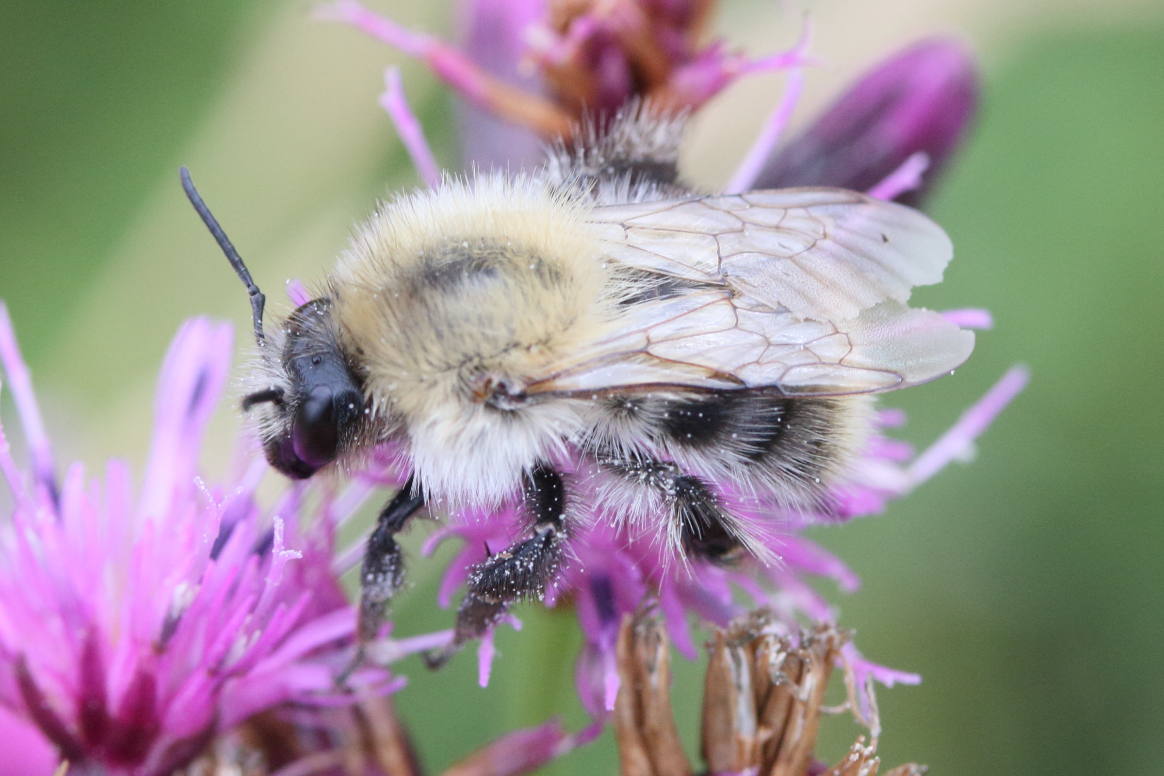 bombus_pascuorum8md