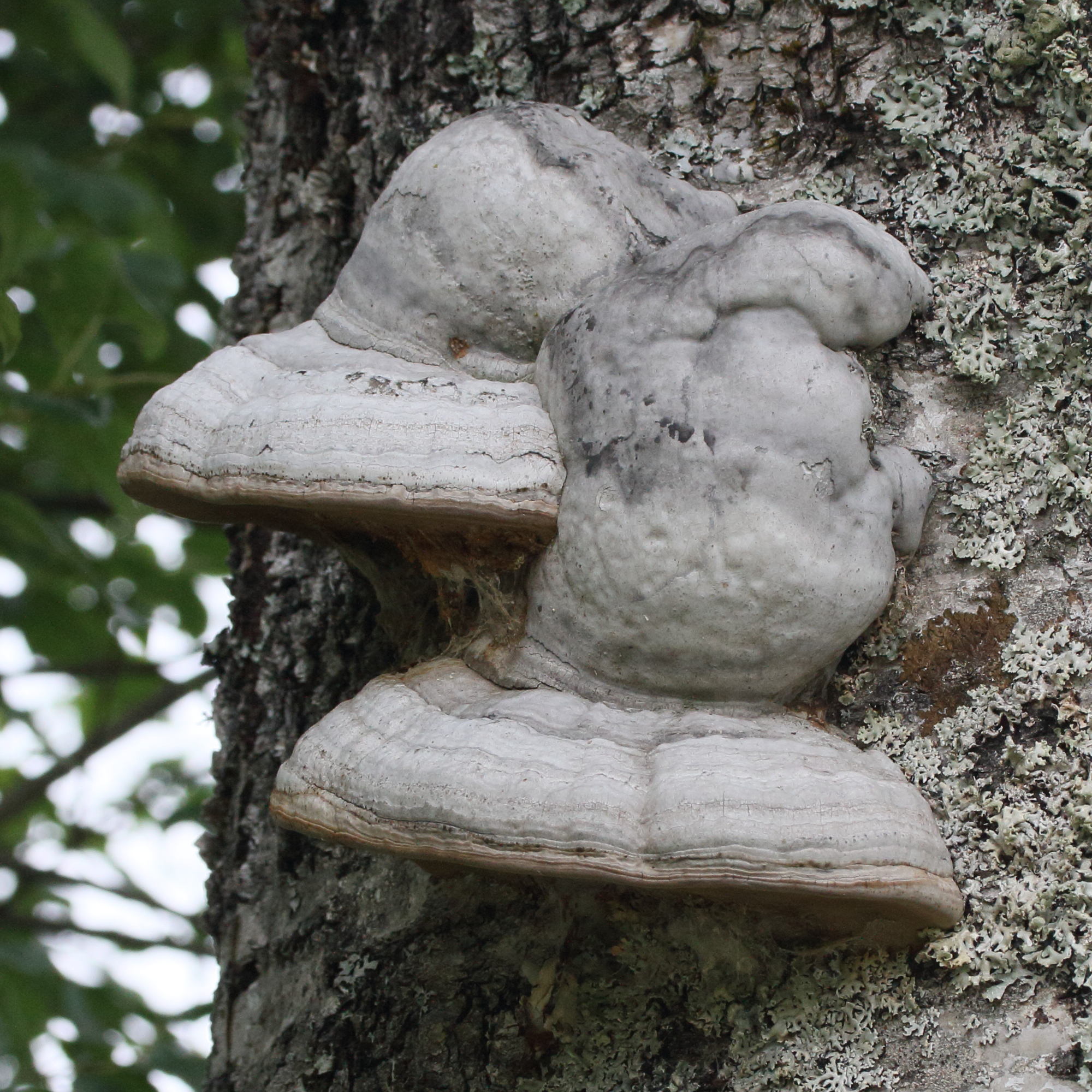 fomes_fomentarius6md